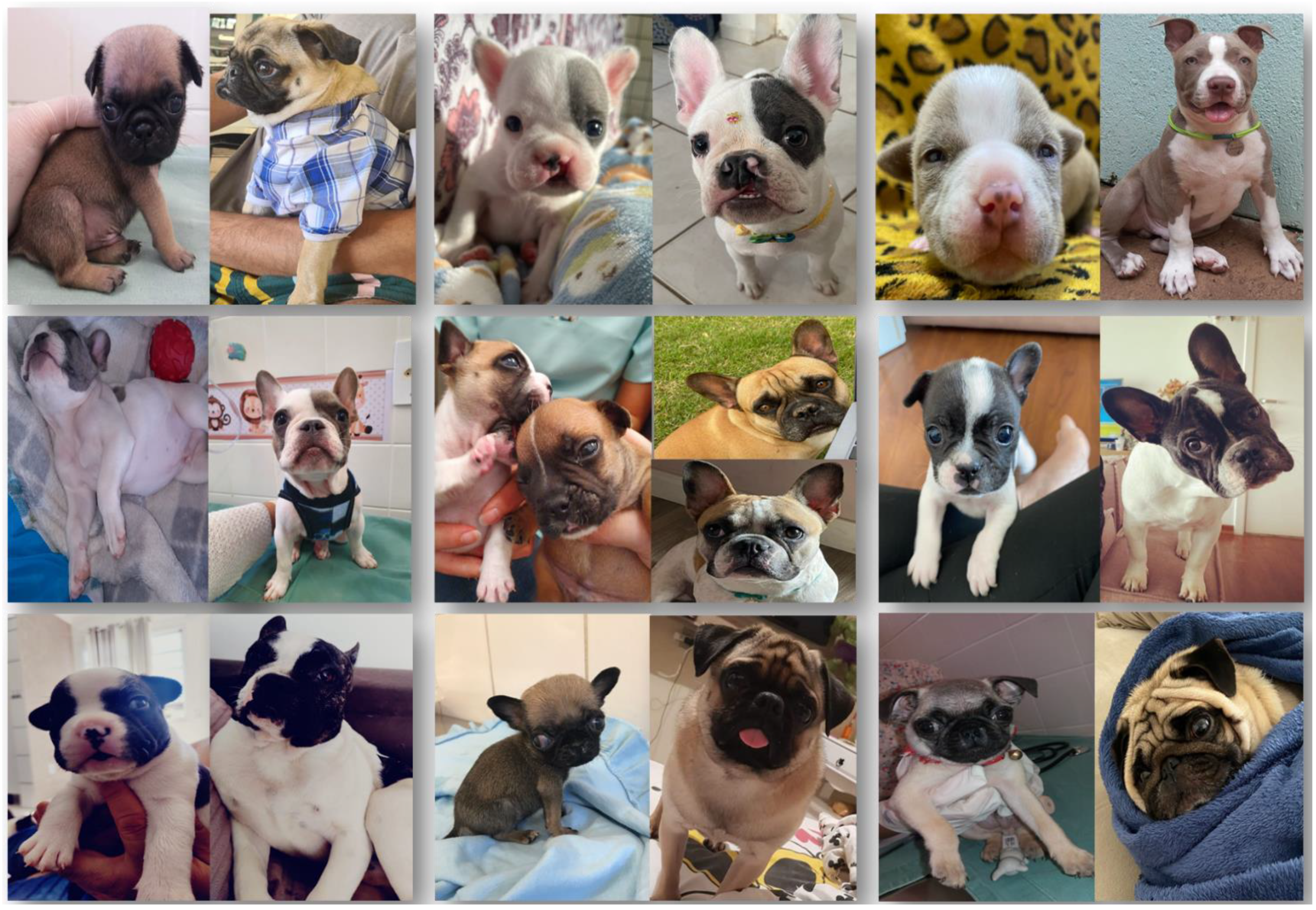 Vetsci 12 00474 g010