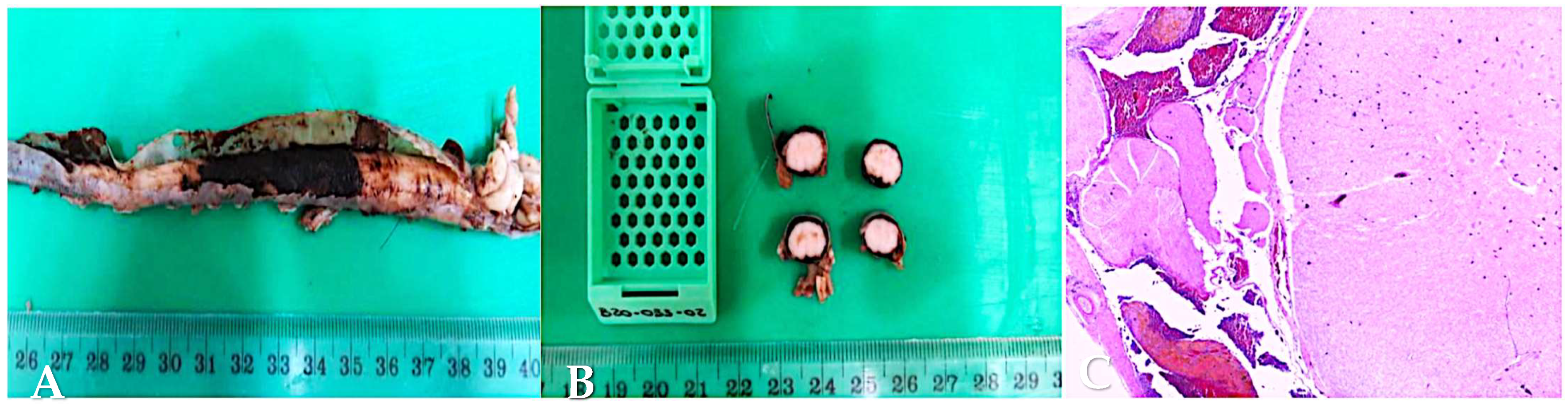 Vetsci 12 00476 g003