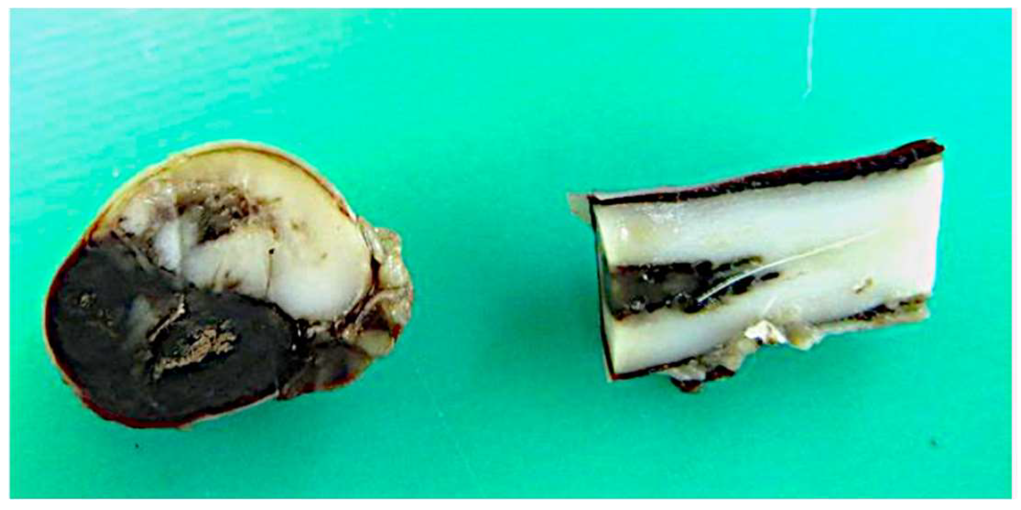 Vetsci 12 00476 g004