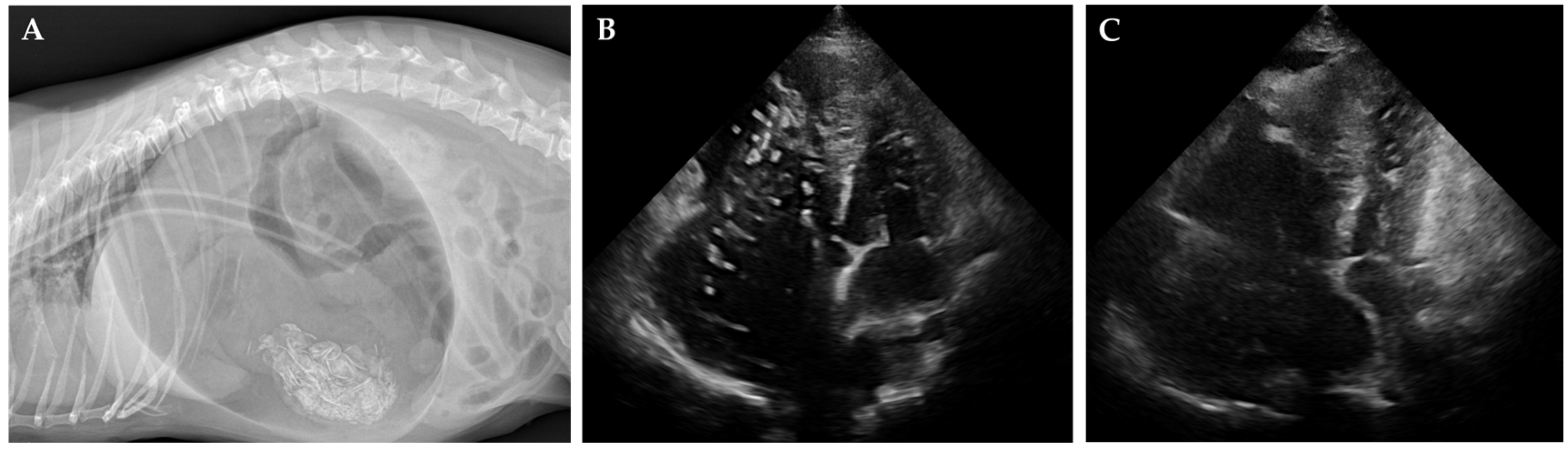 Vetsci 12 00478 g001