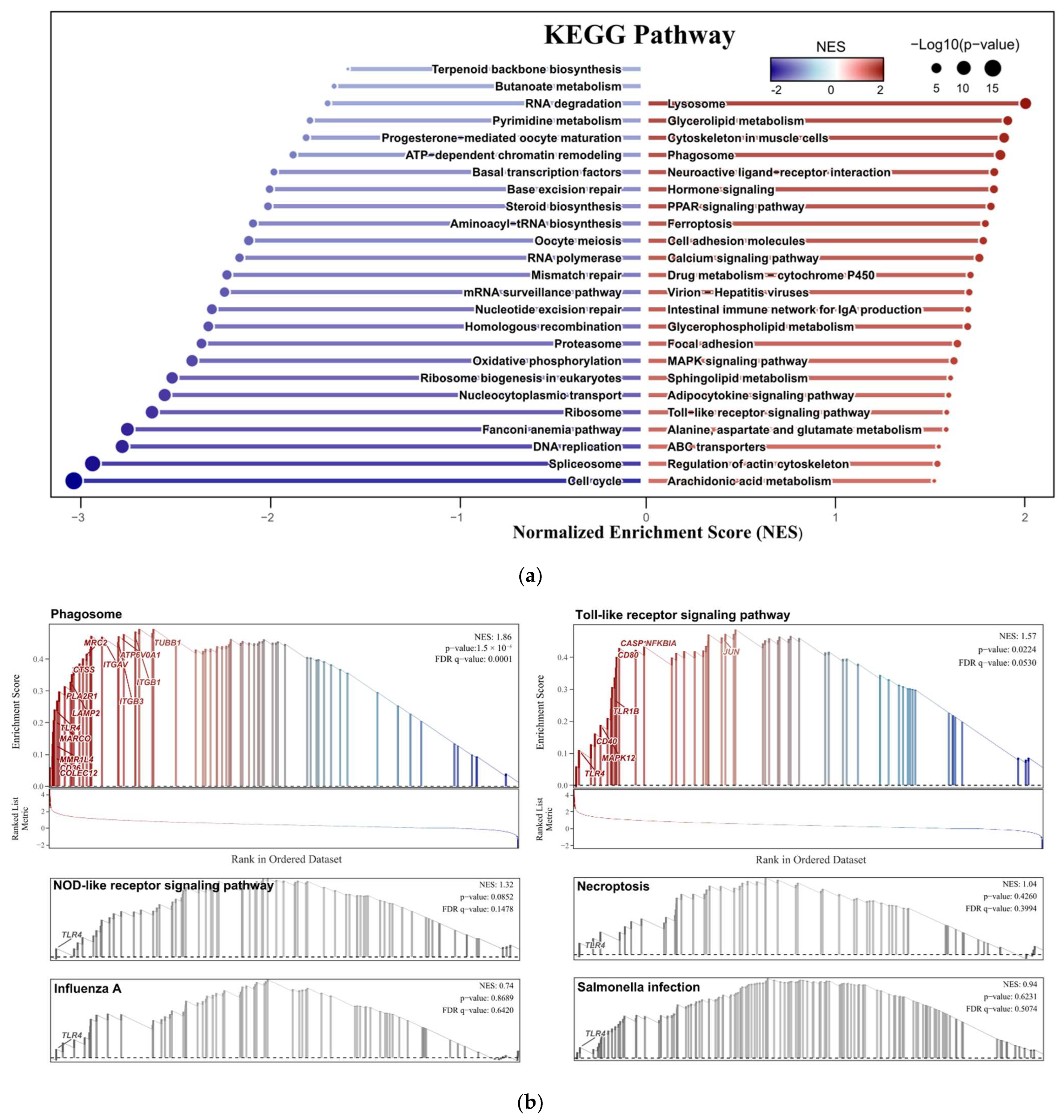 Vetsci 12 00479 g004