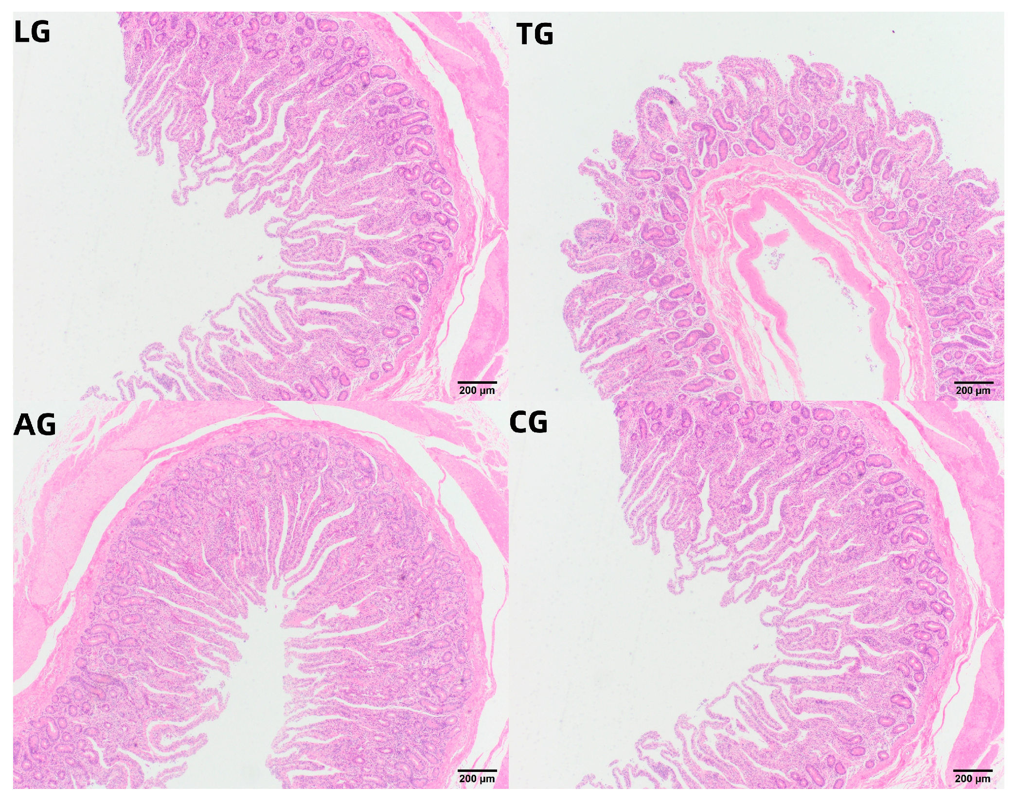 Vetsci 12 00484 g007
