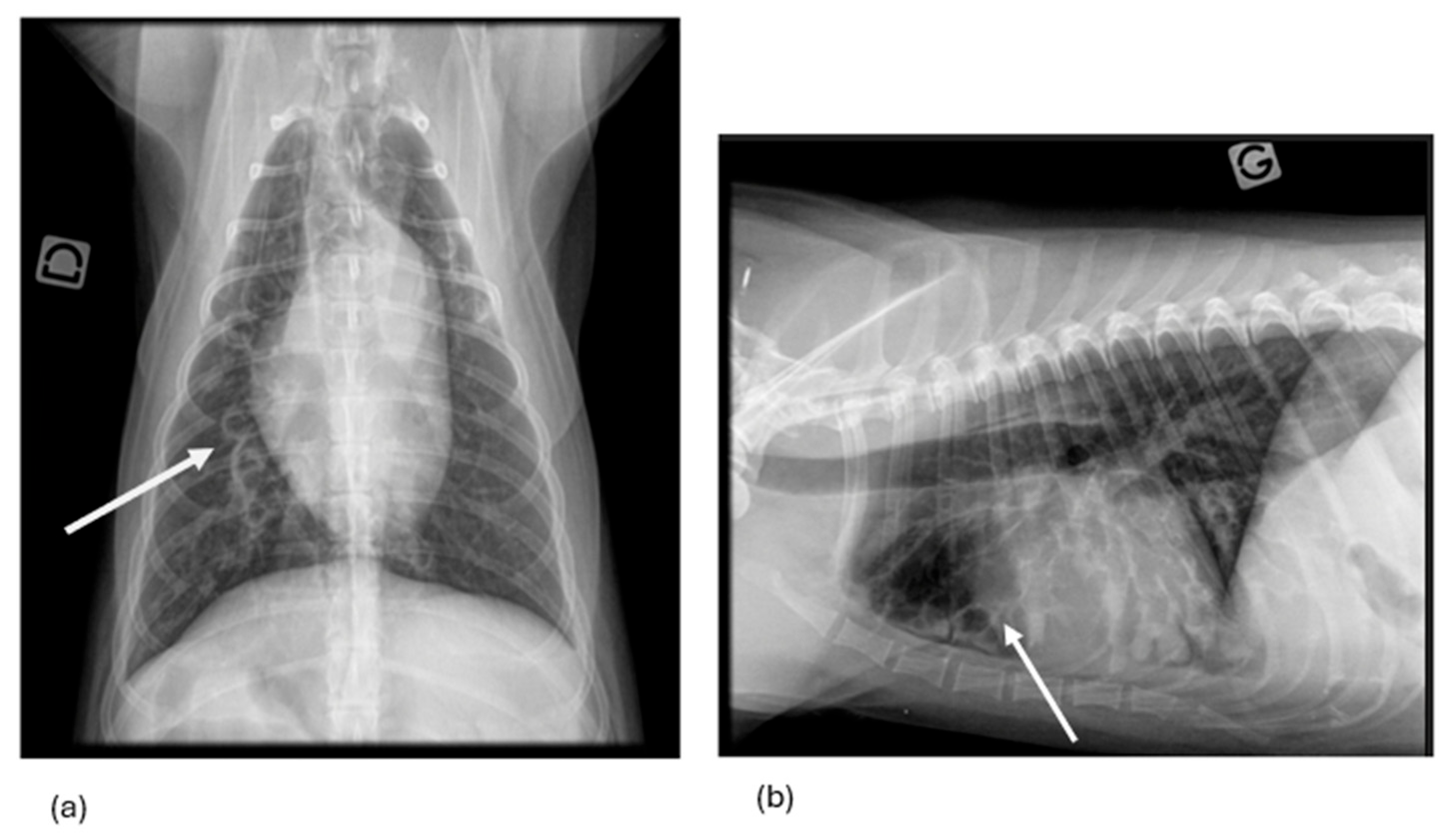 Vetsci 12 00487 g004