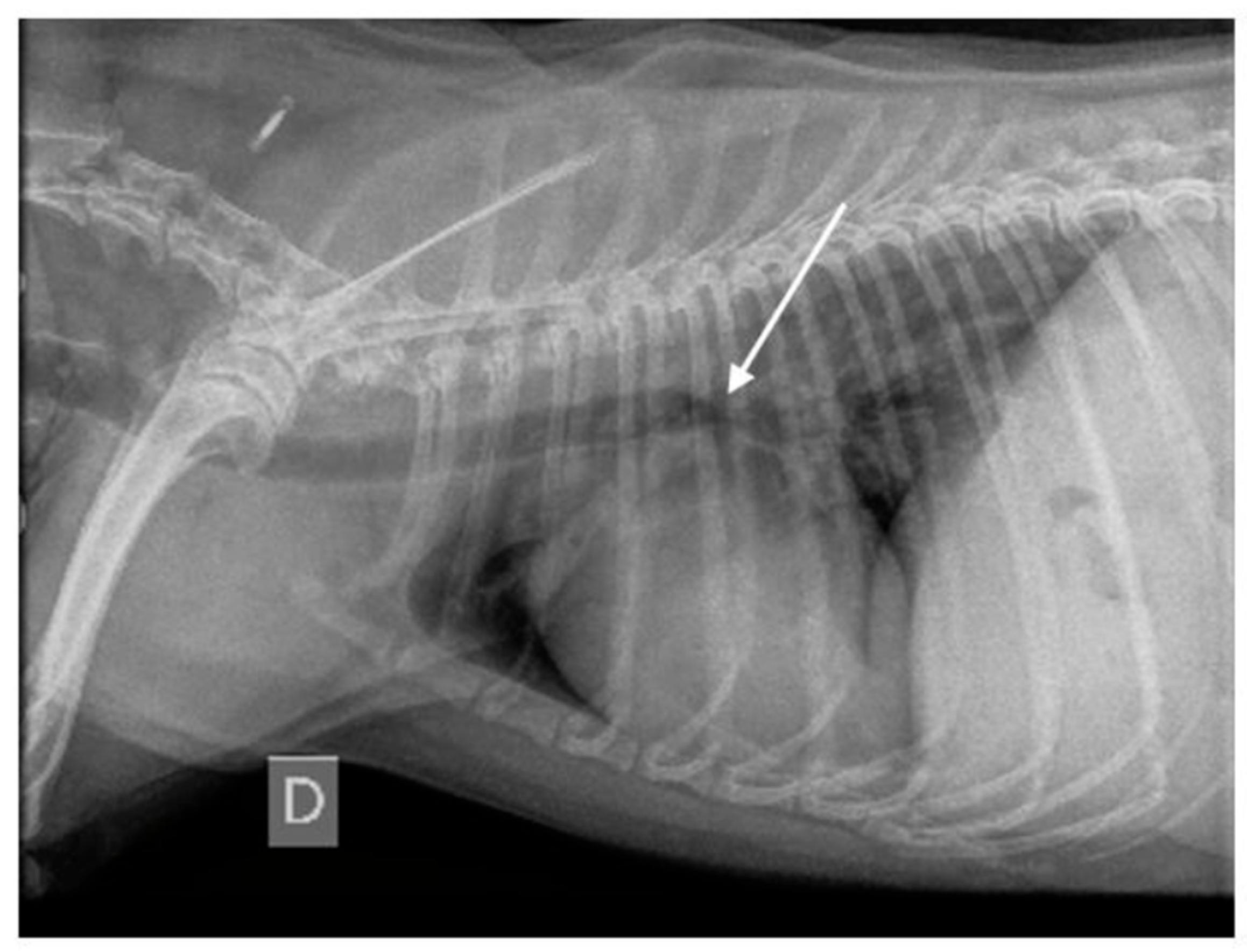 Vetsci 12 00487 g005