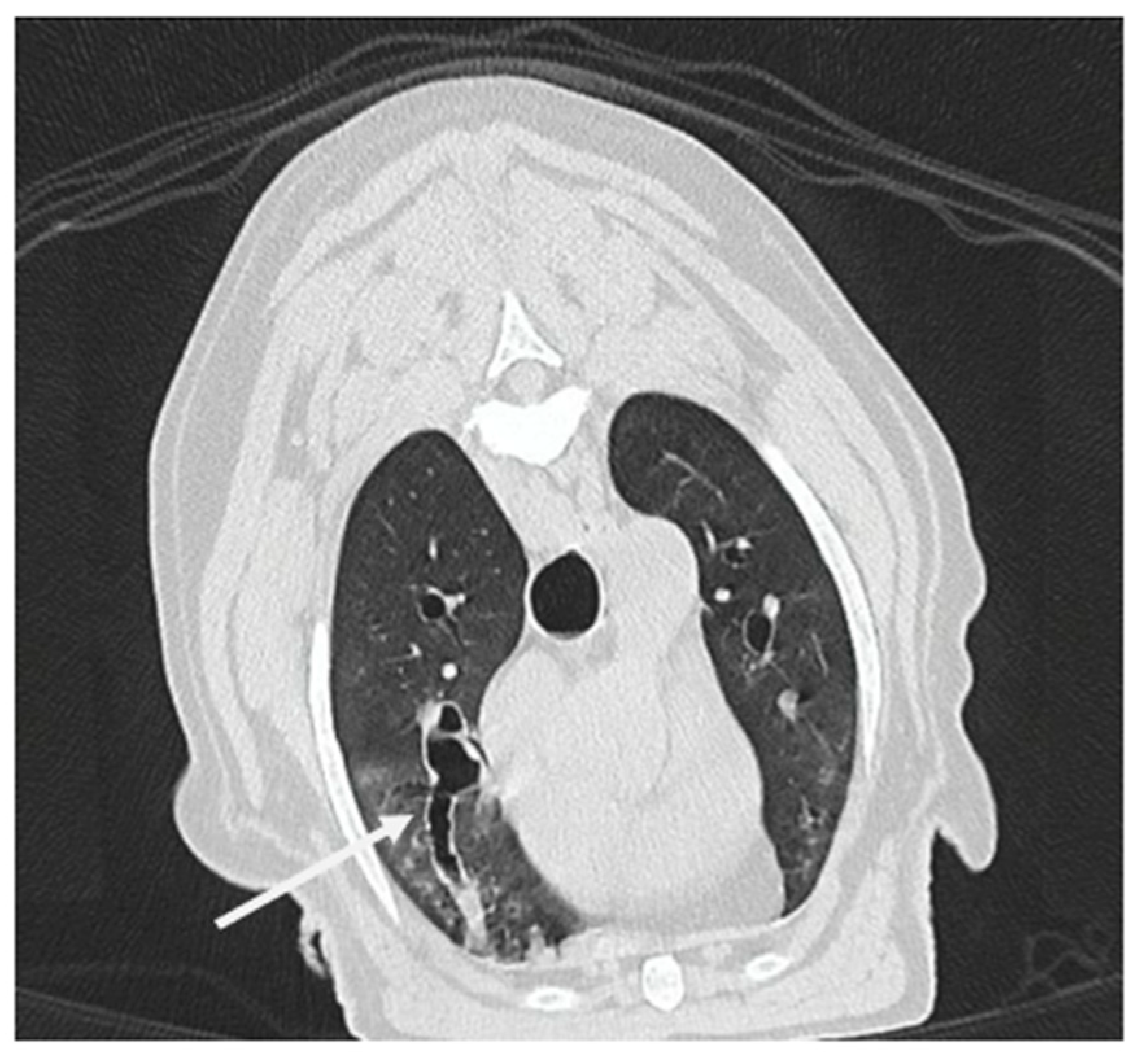 Vetsci 12 00487 g006