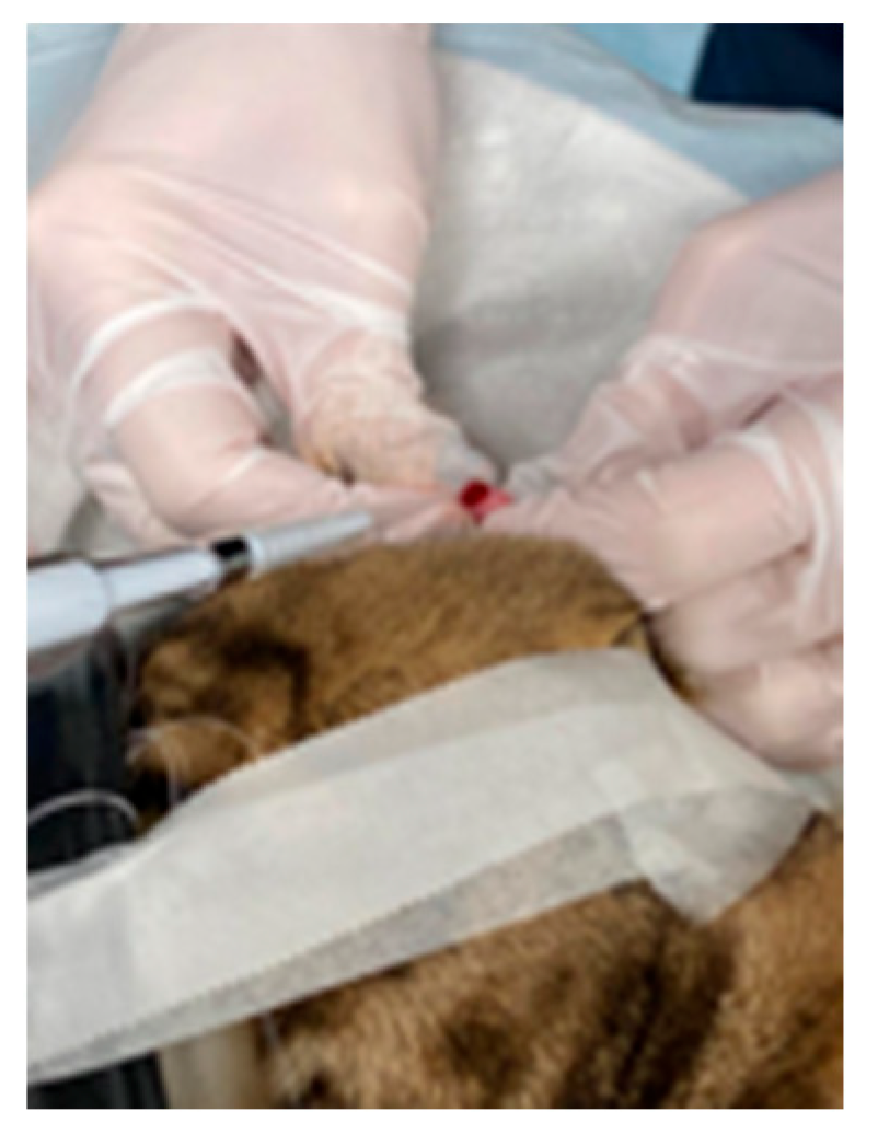 Vetsci 12 00488 g001