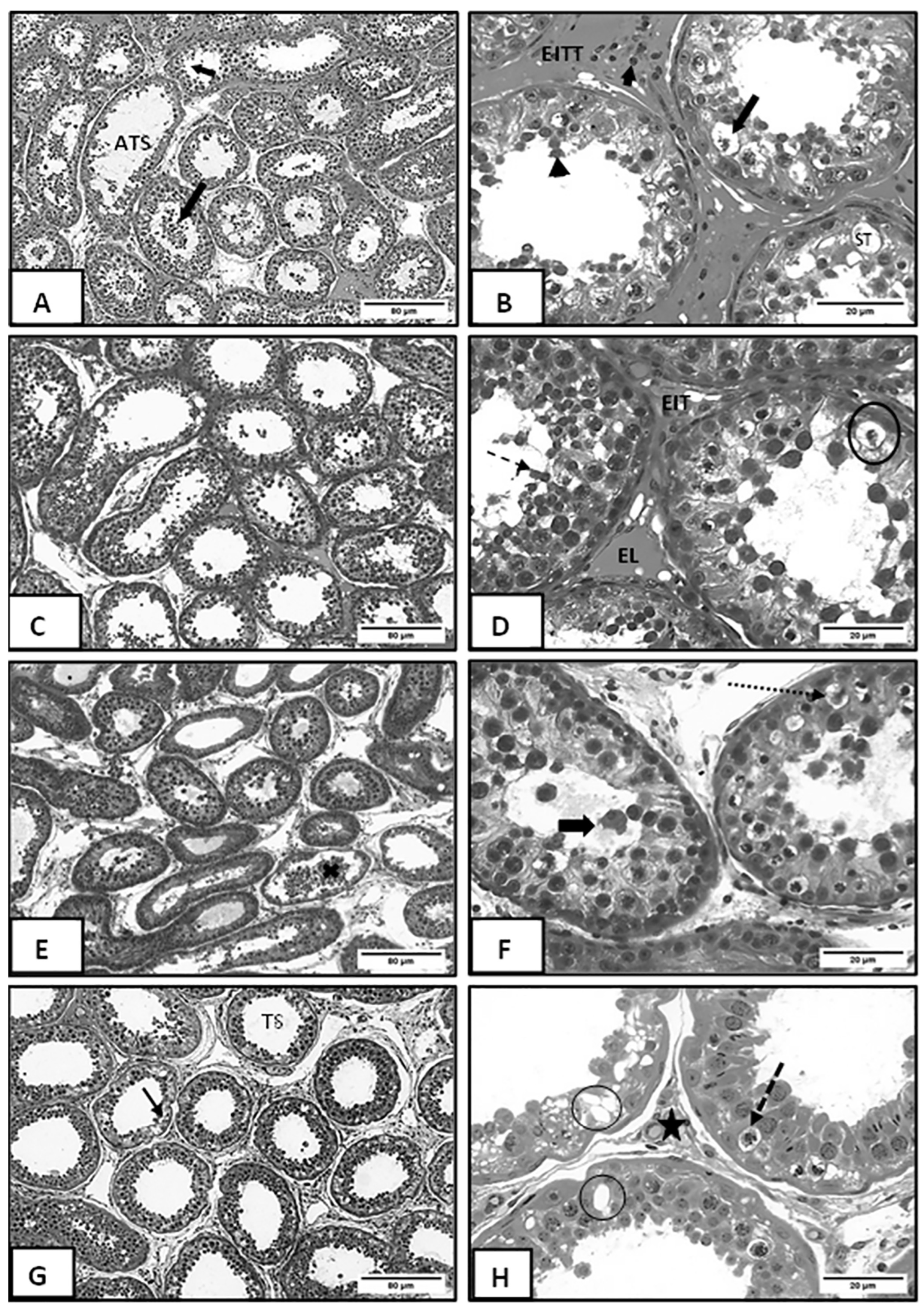 Vetsci 12 00492 g002