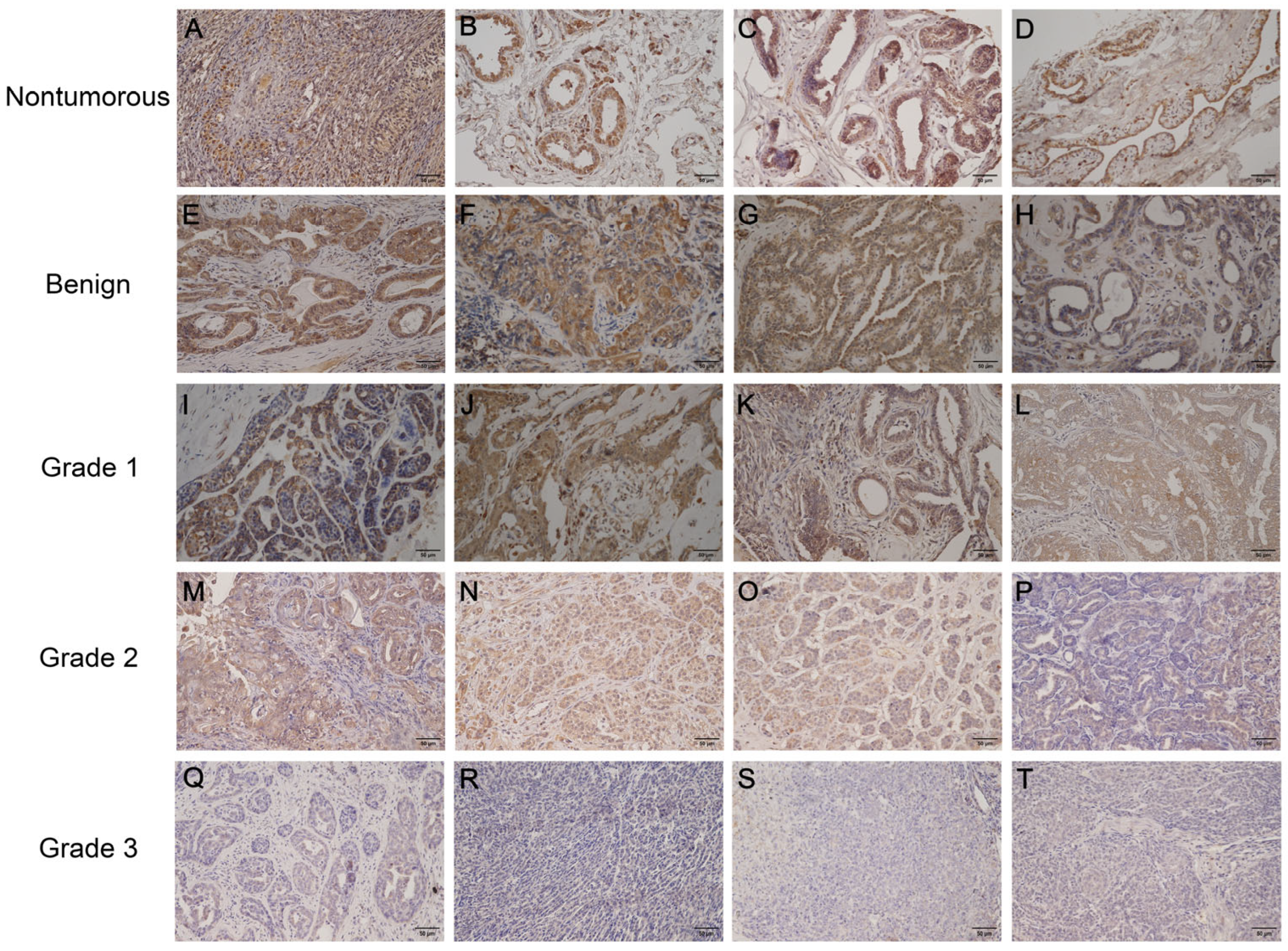 Vetsci 12 00496 g001