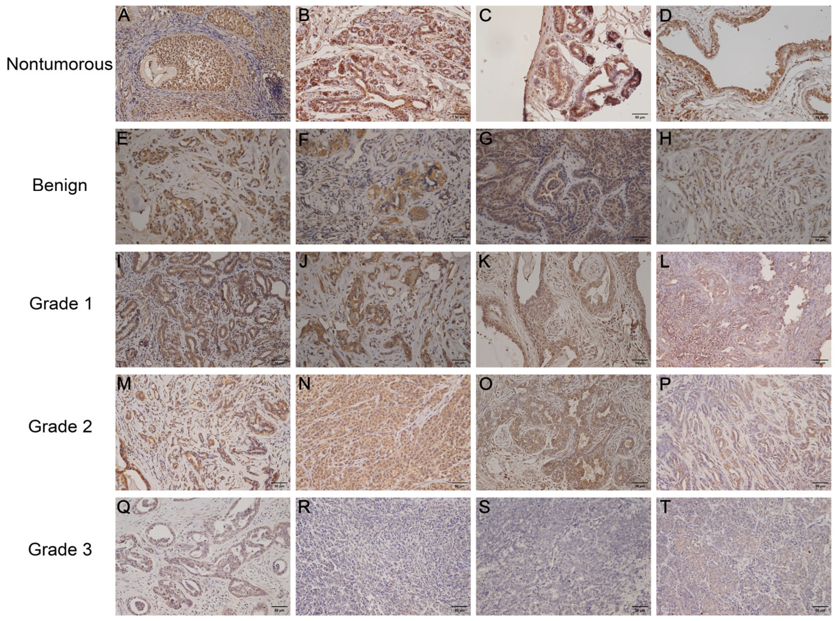 Vetsci 12 00496 g002