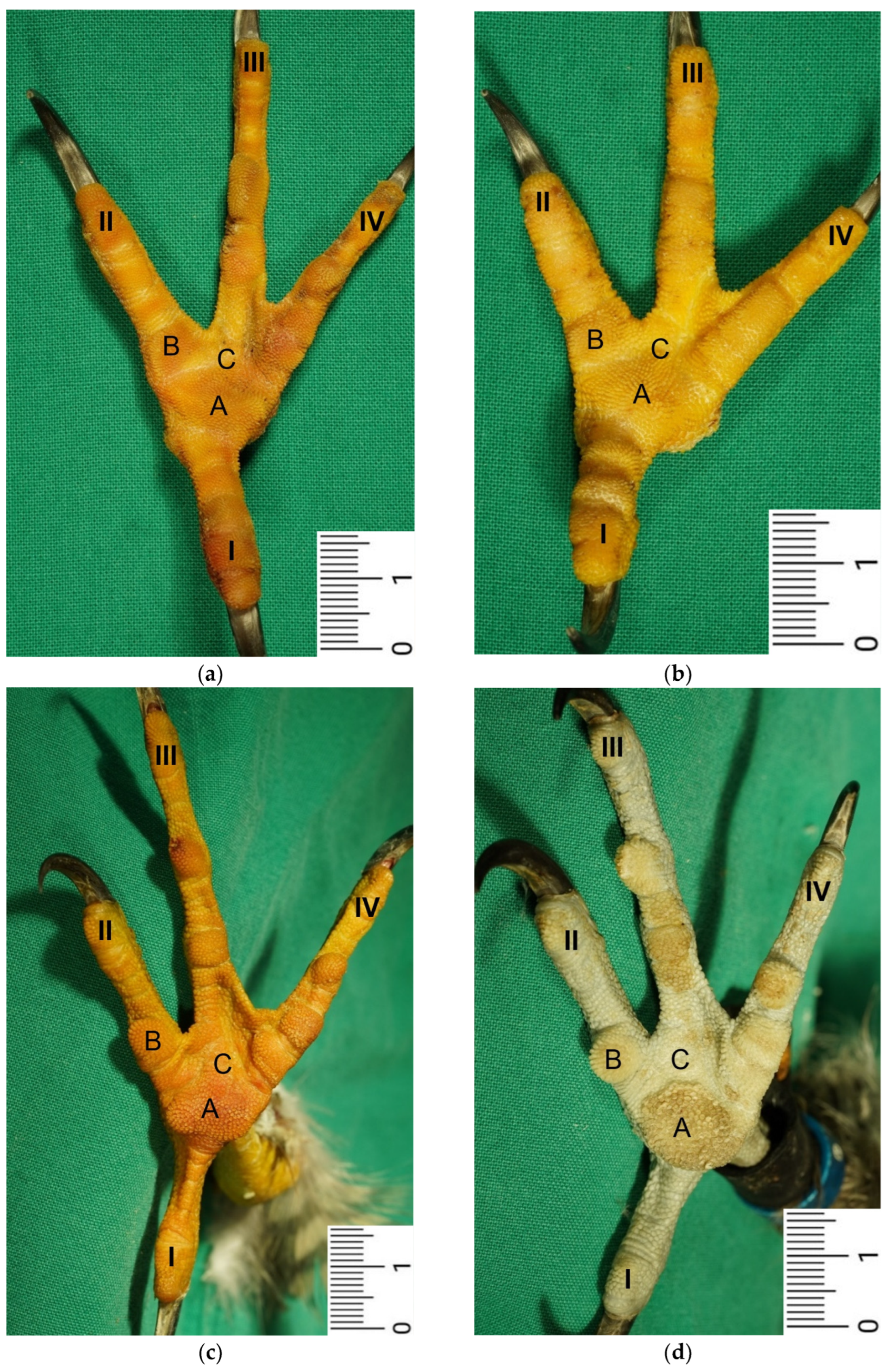 Vetsci 12 00498 g001a