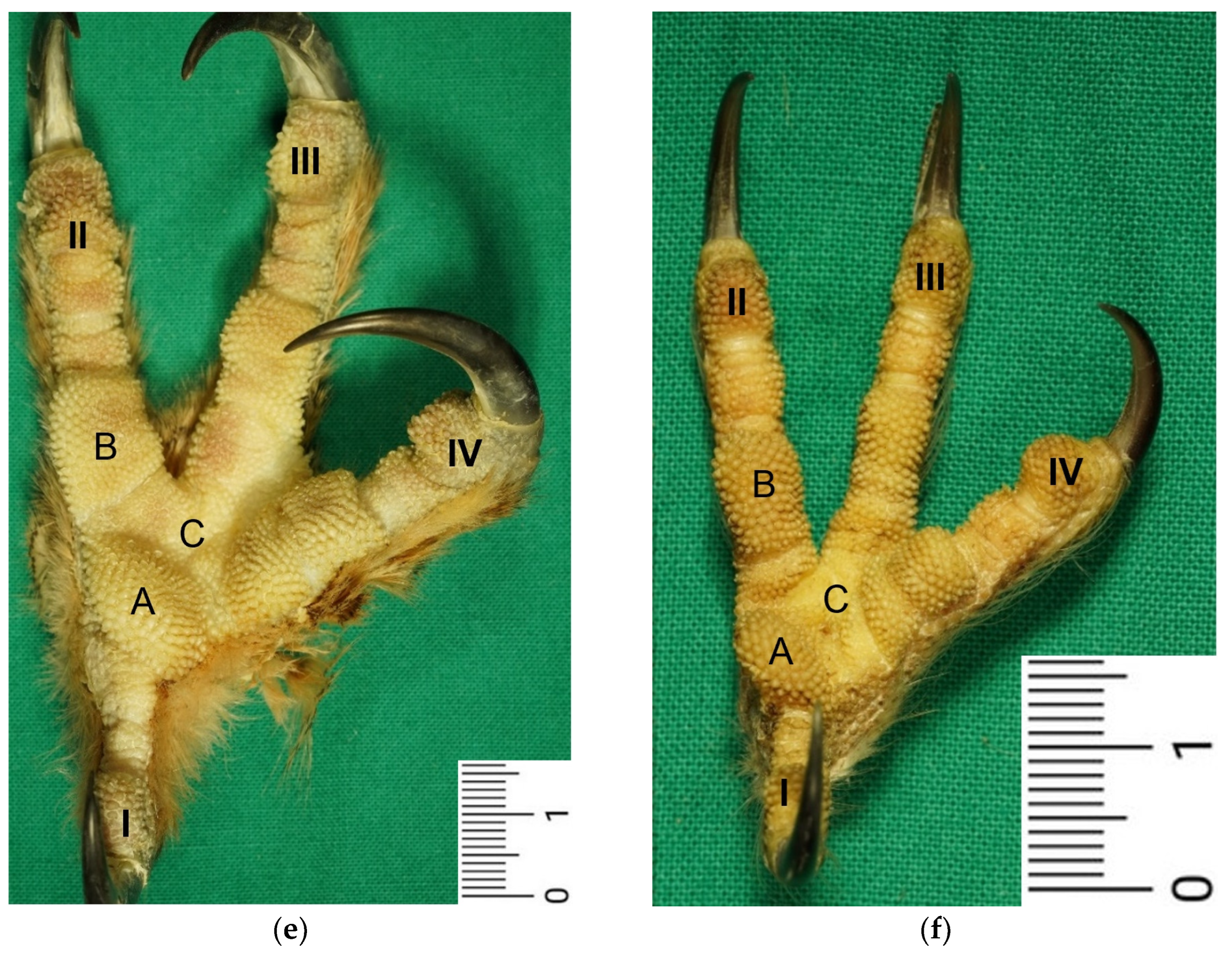 Vetsci 12 00498 g001b