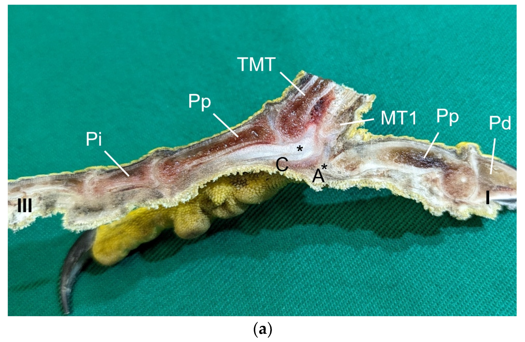Vetsci 12 00498 g002a
