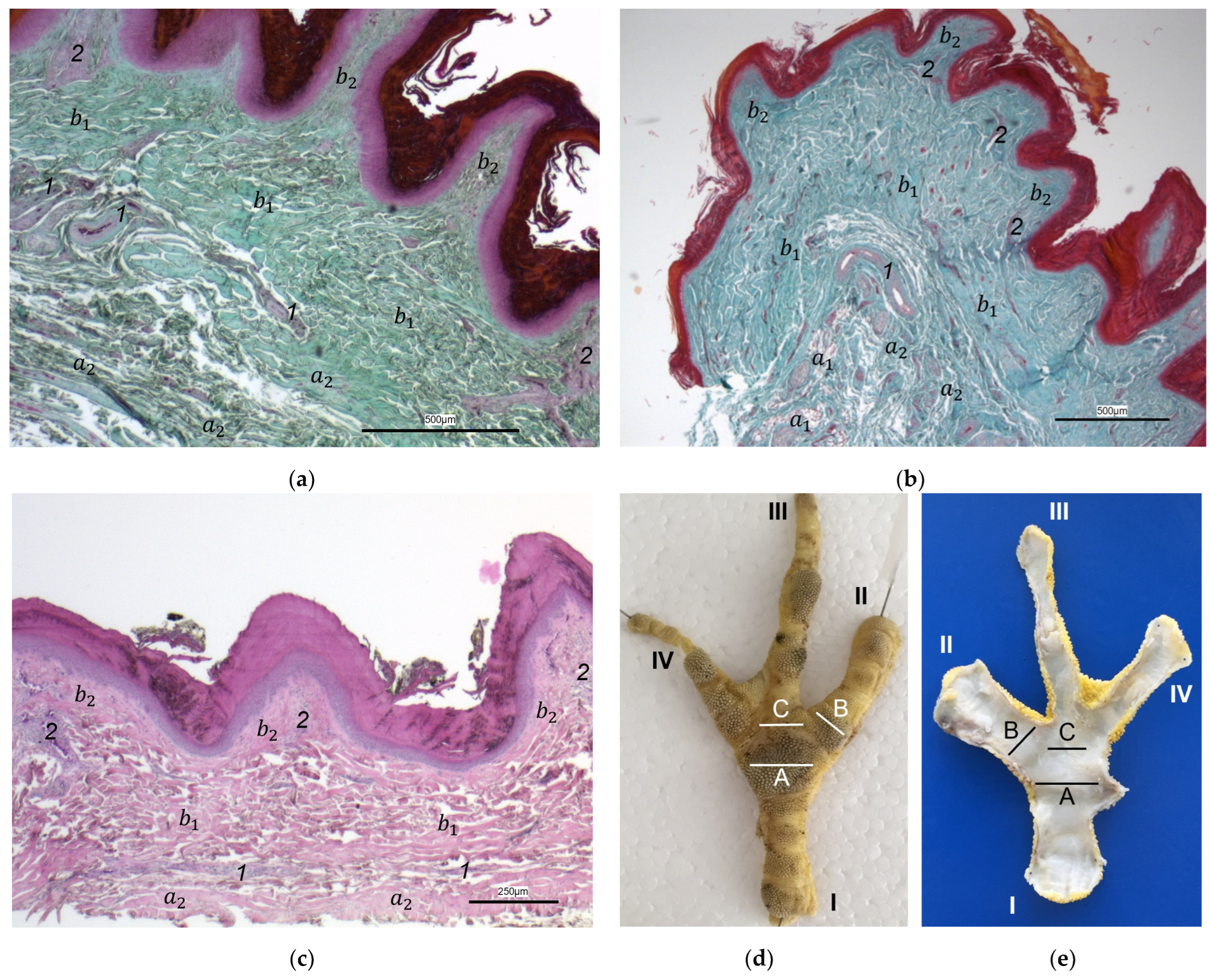 Vetsci 12 00498 g003