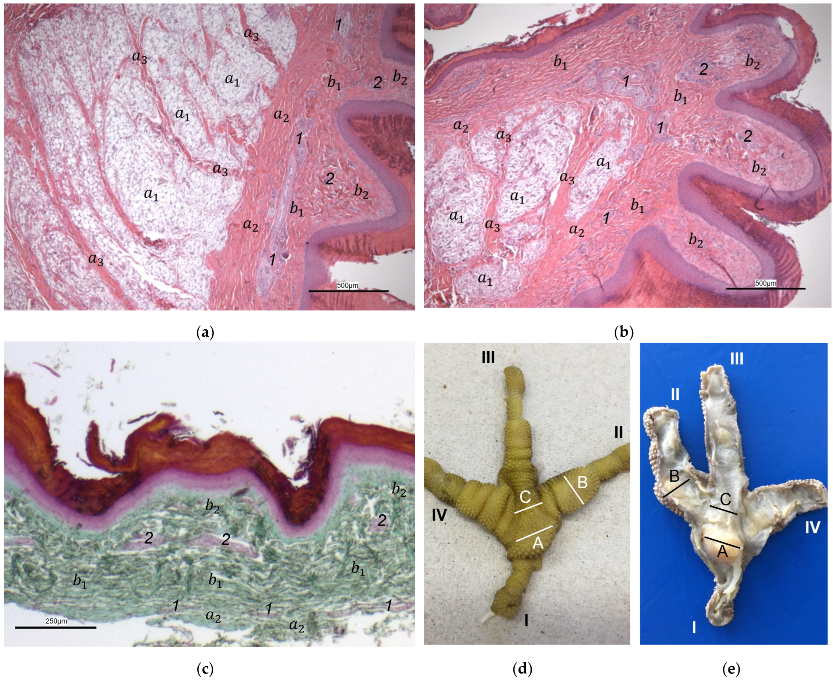Vetsci 12 00498 g005
