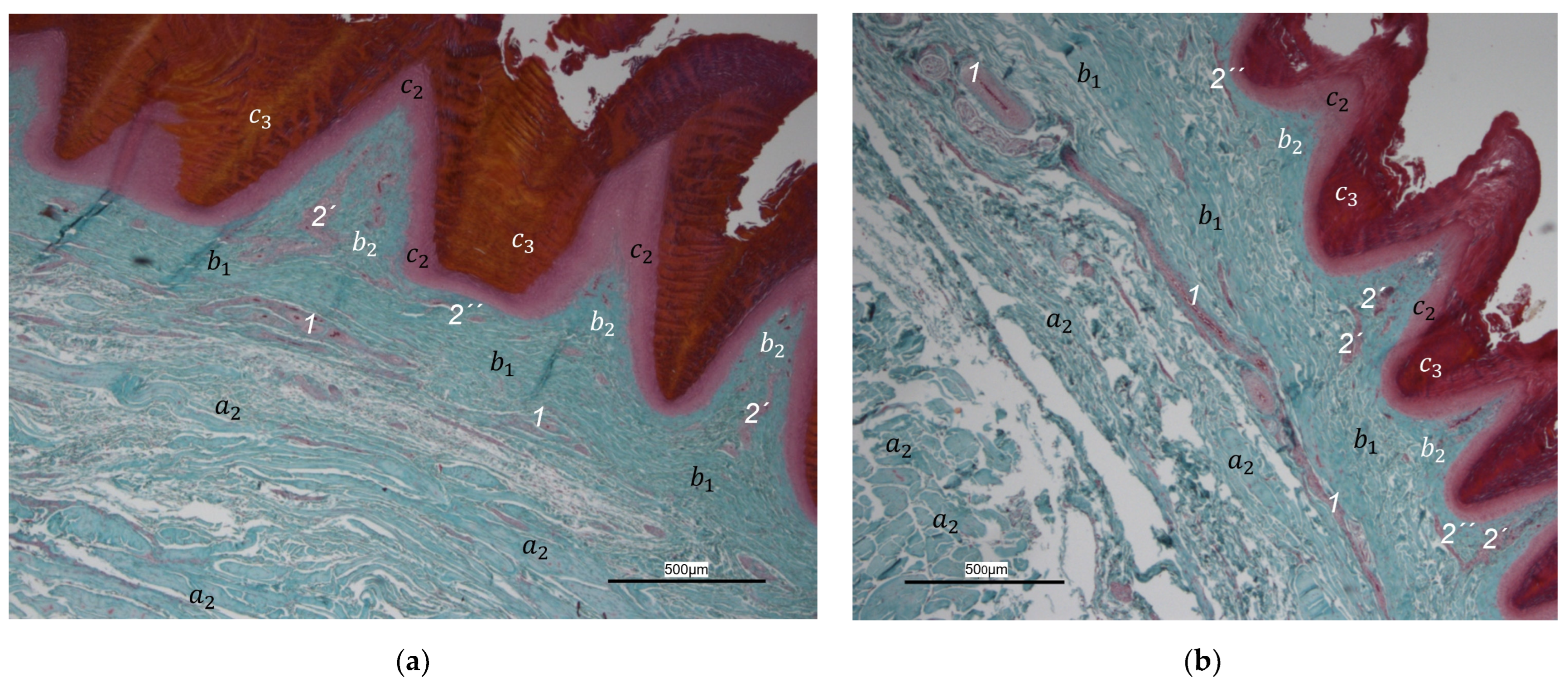 Vetsci 12 00498 g006a