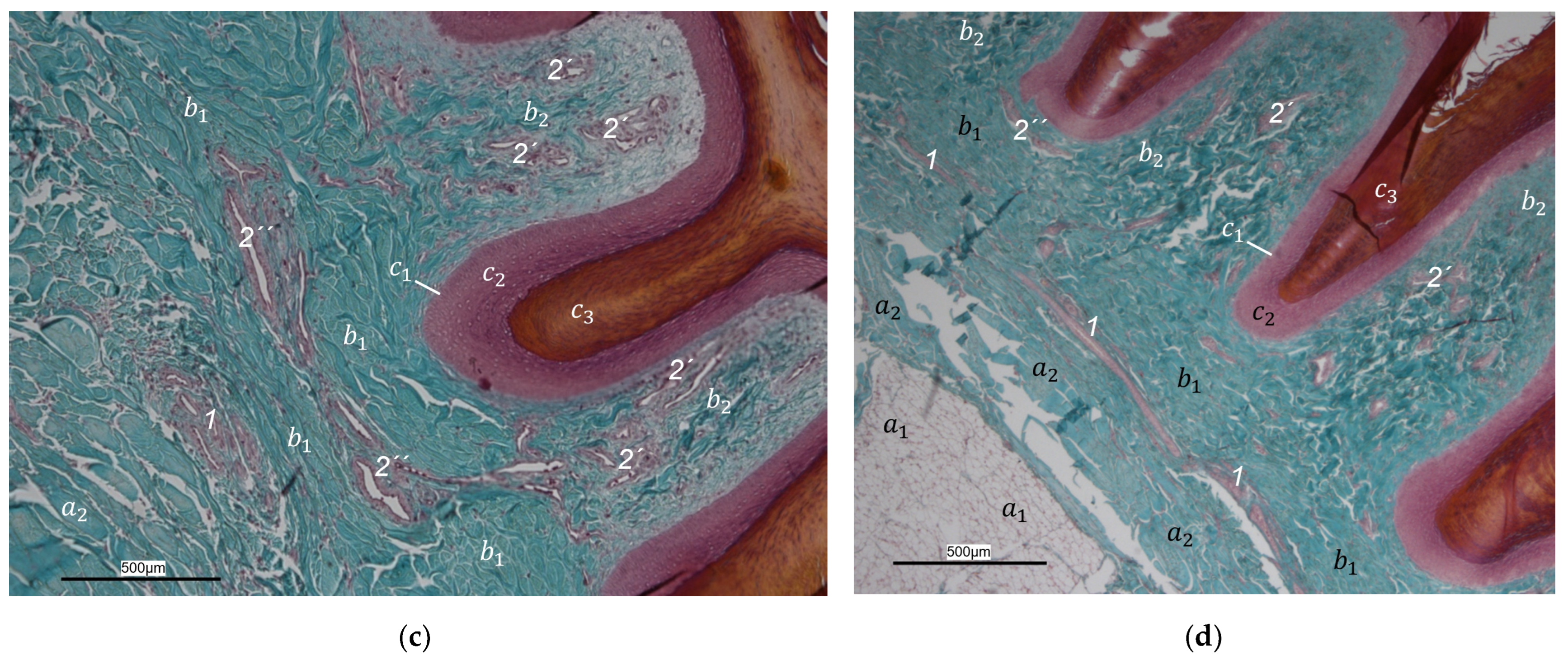 Vetsci 12 00498 g006b
