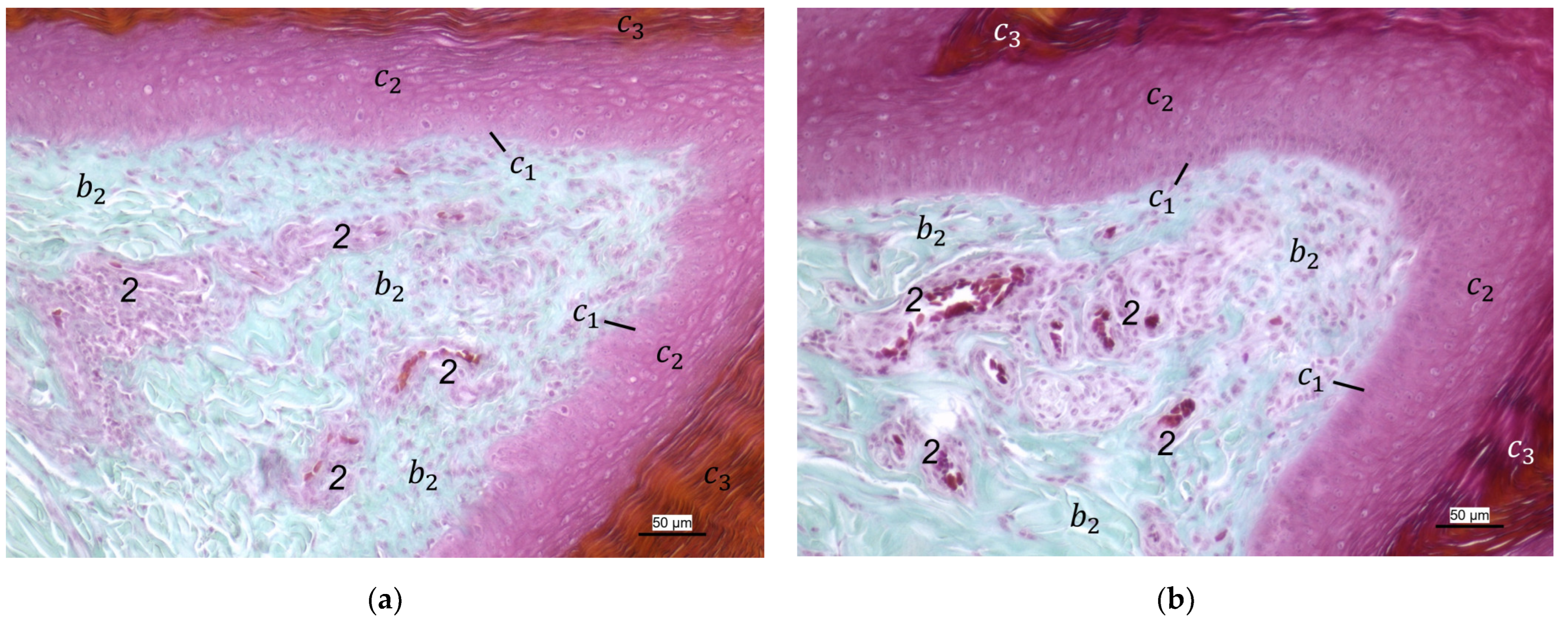 Vetsci 12 00498 g007a