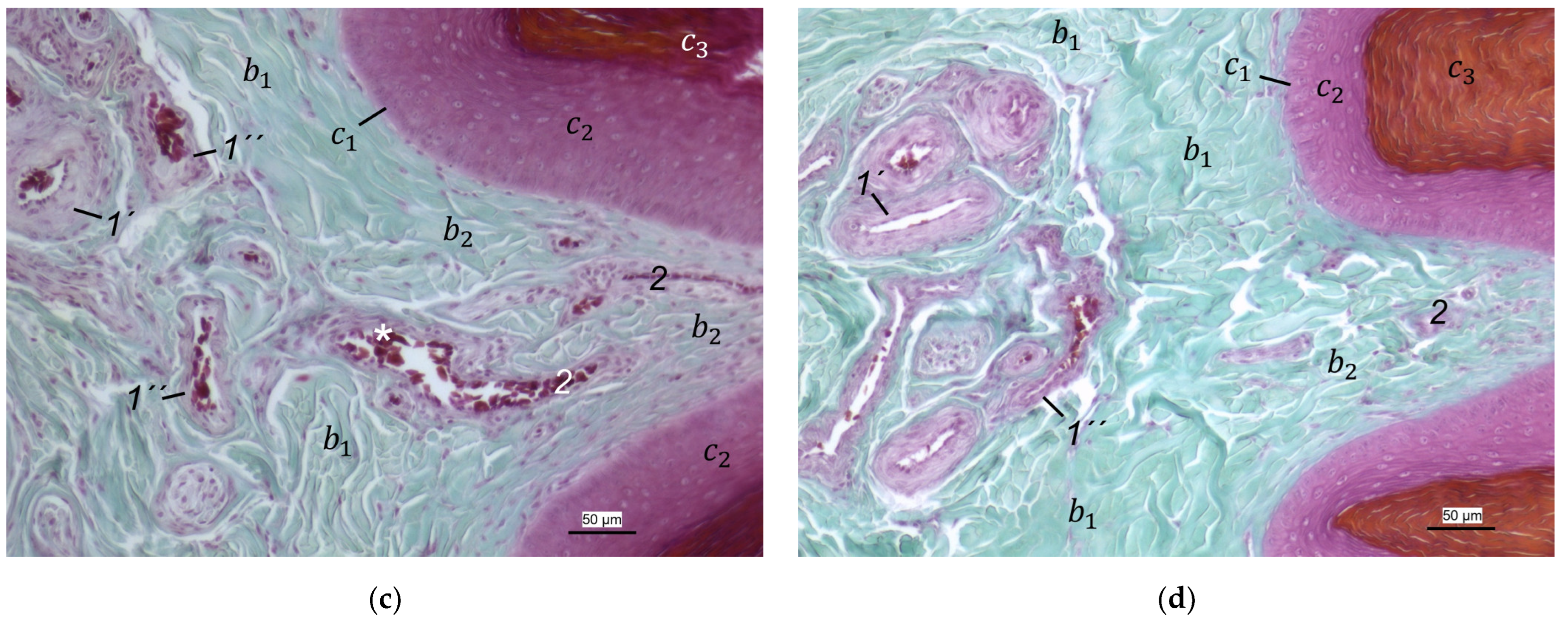 Vetsci 12 00498 g007b
