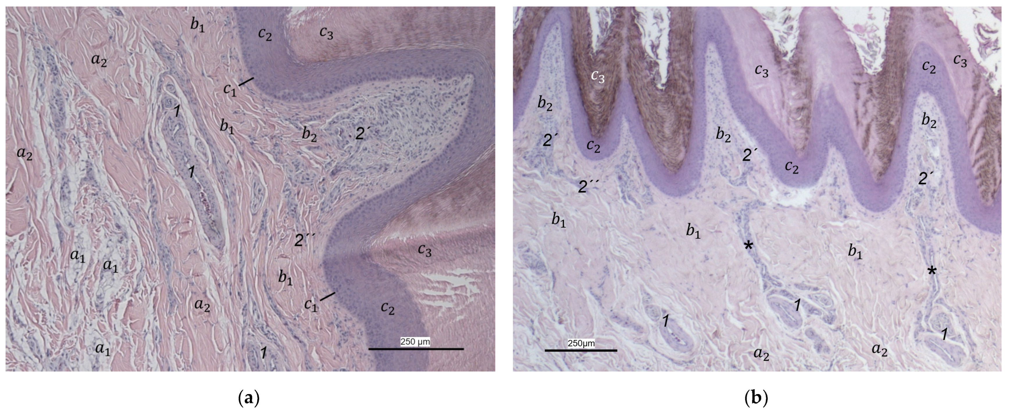 Vetsci 12 00498 g008a