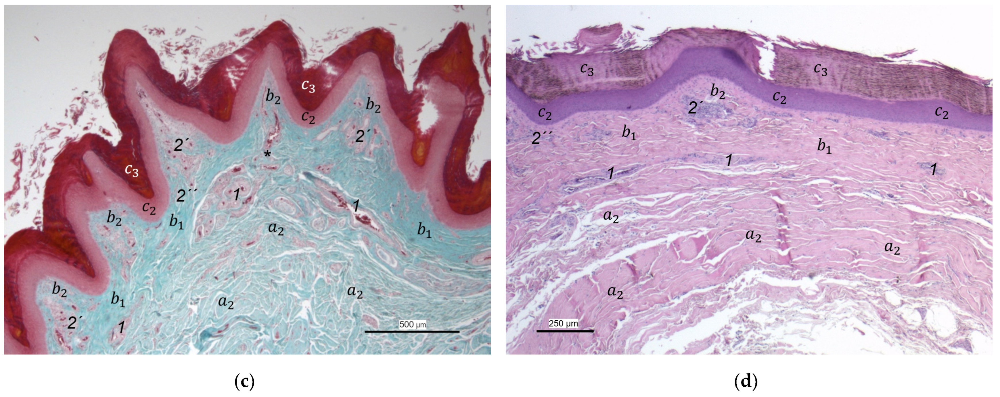 Vetsci 12 00498 g008b