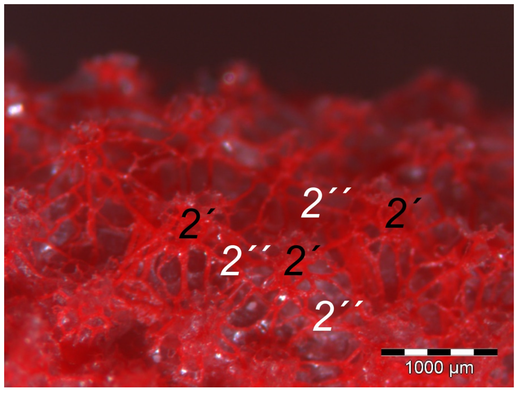 Vetsci 12 00498 g009