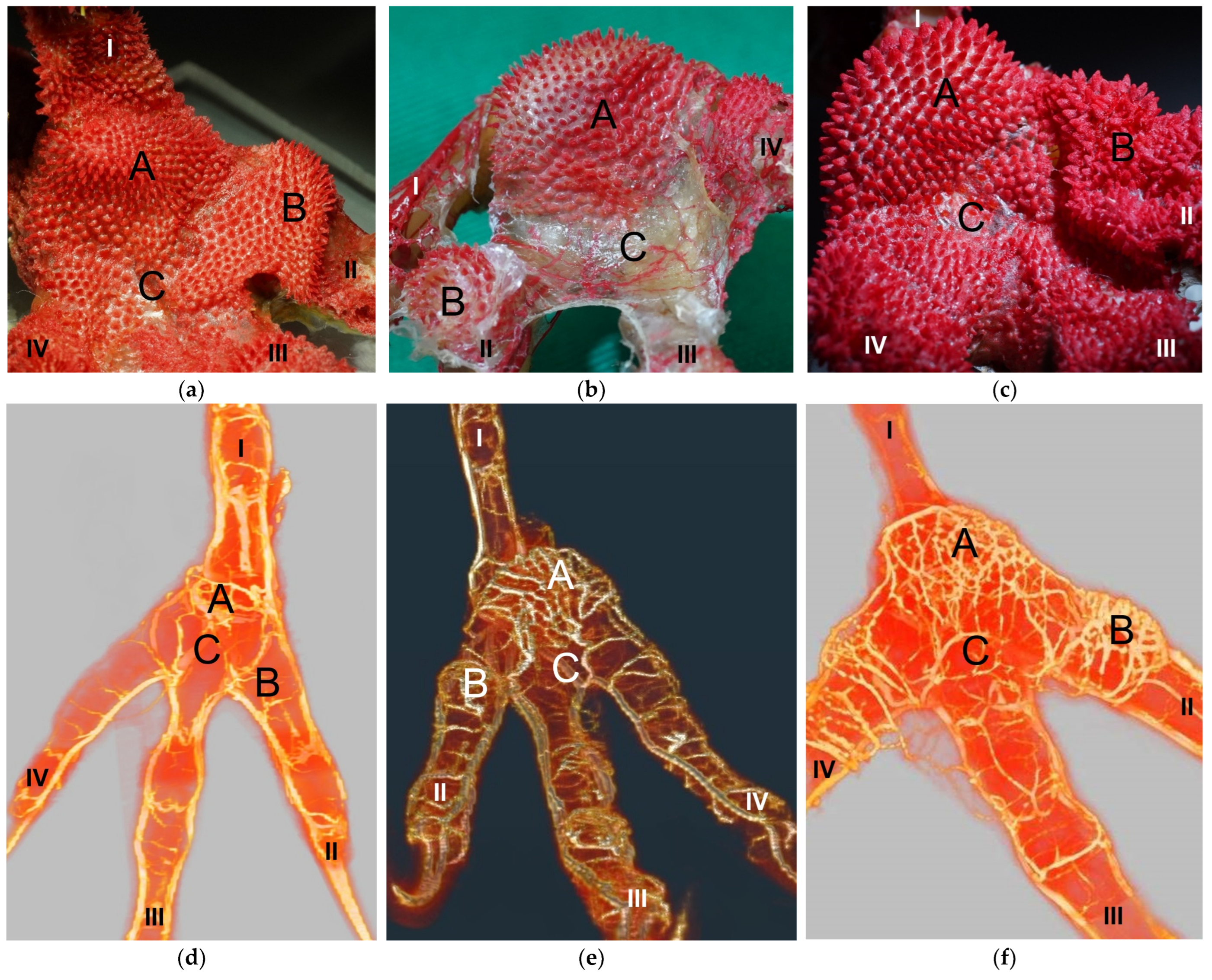 Vetsci 12 00498 g010