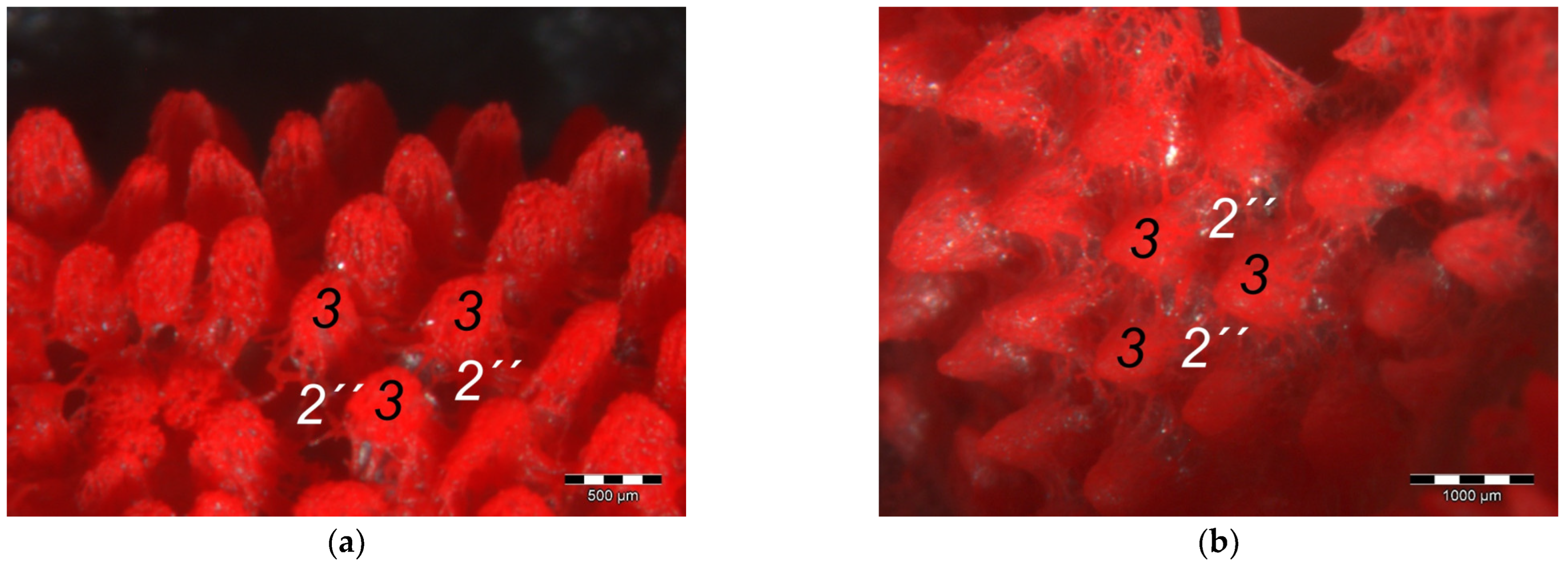 Vetsci 12 00498 g011