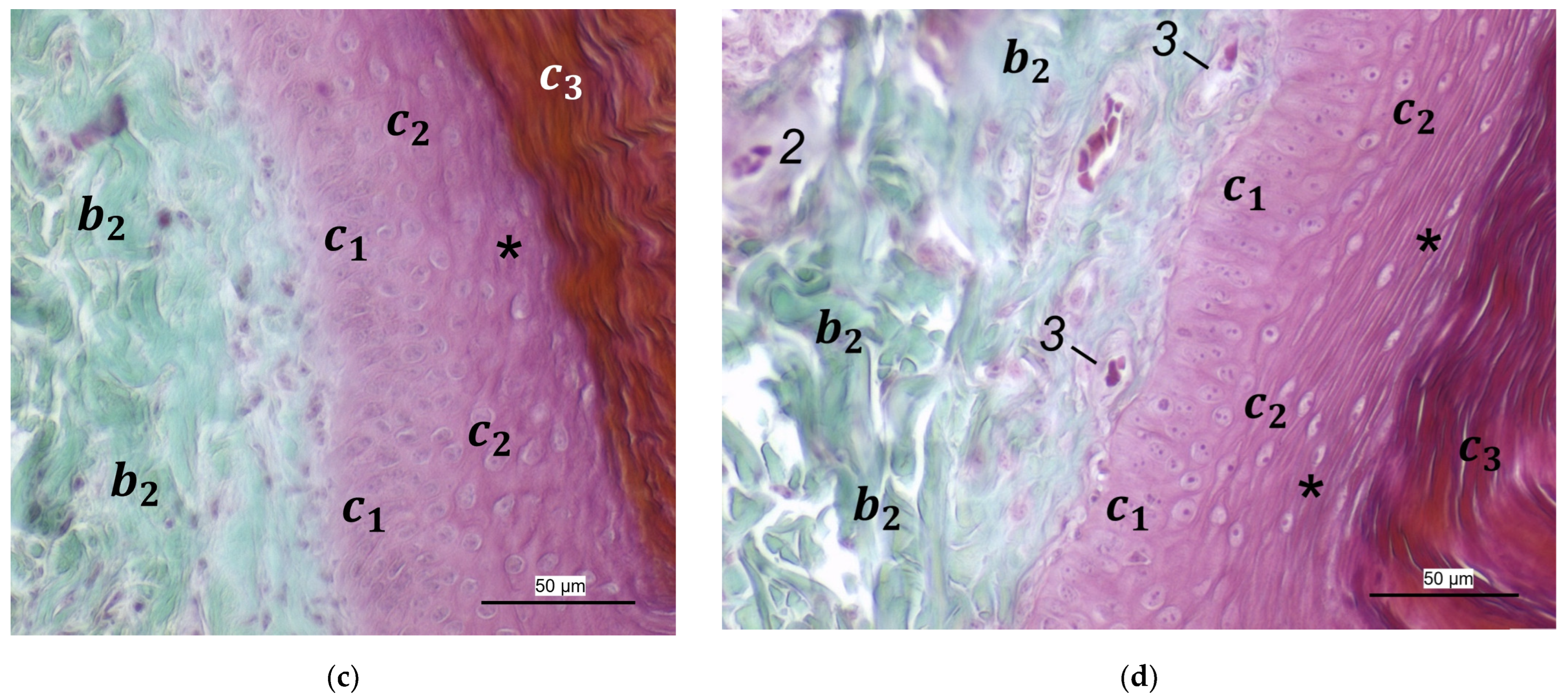 Vetsci 12 00498 g012b