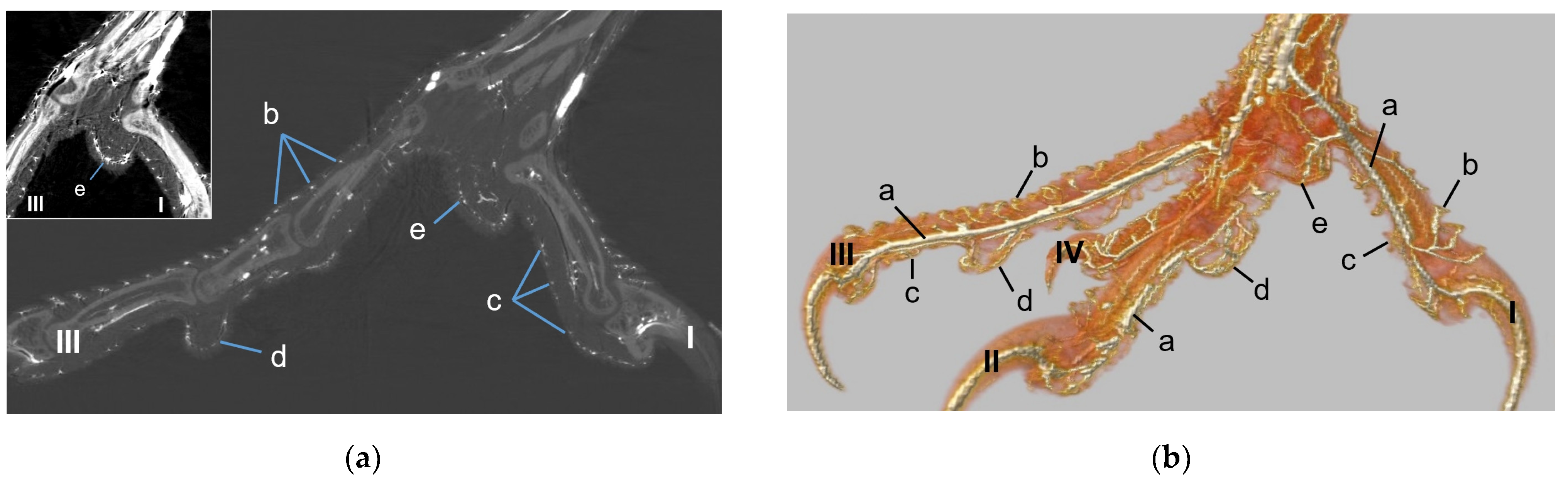 Vetsci 12 00498 g013a