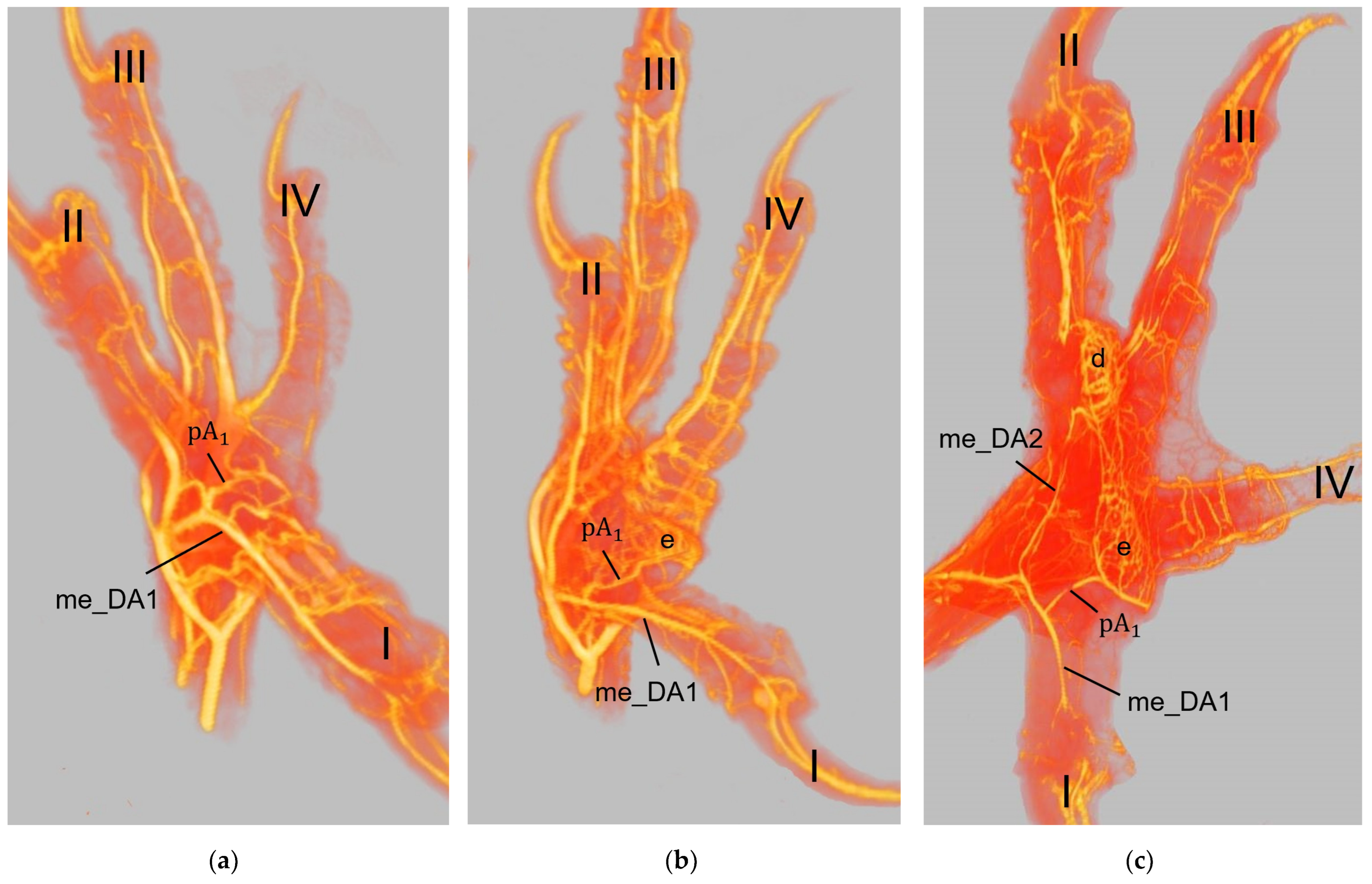 Vetsci 12 00498 g014a