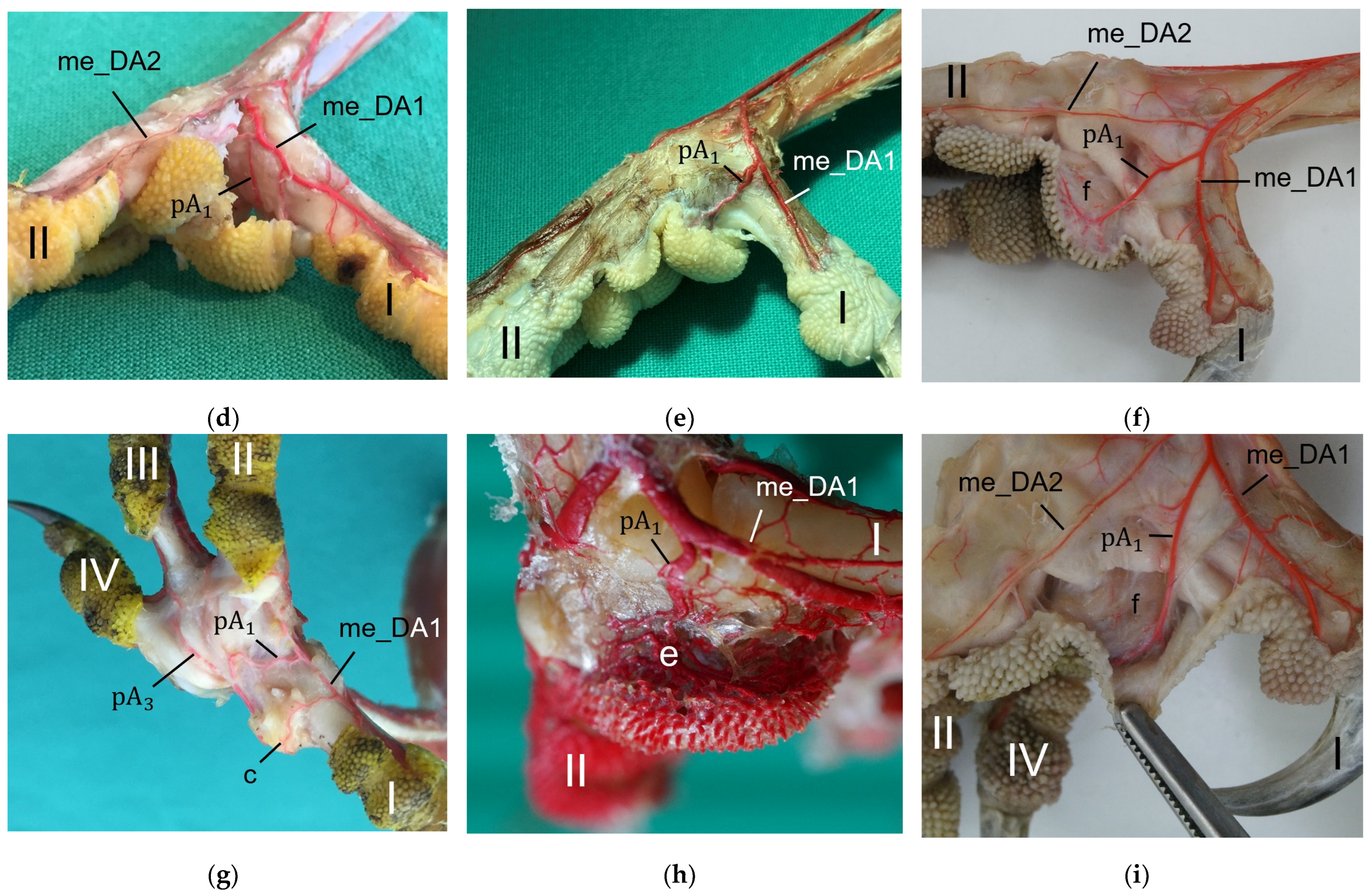 Vetsci 12 00498 g014b