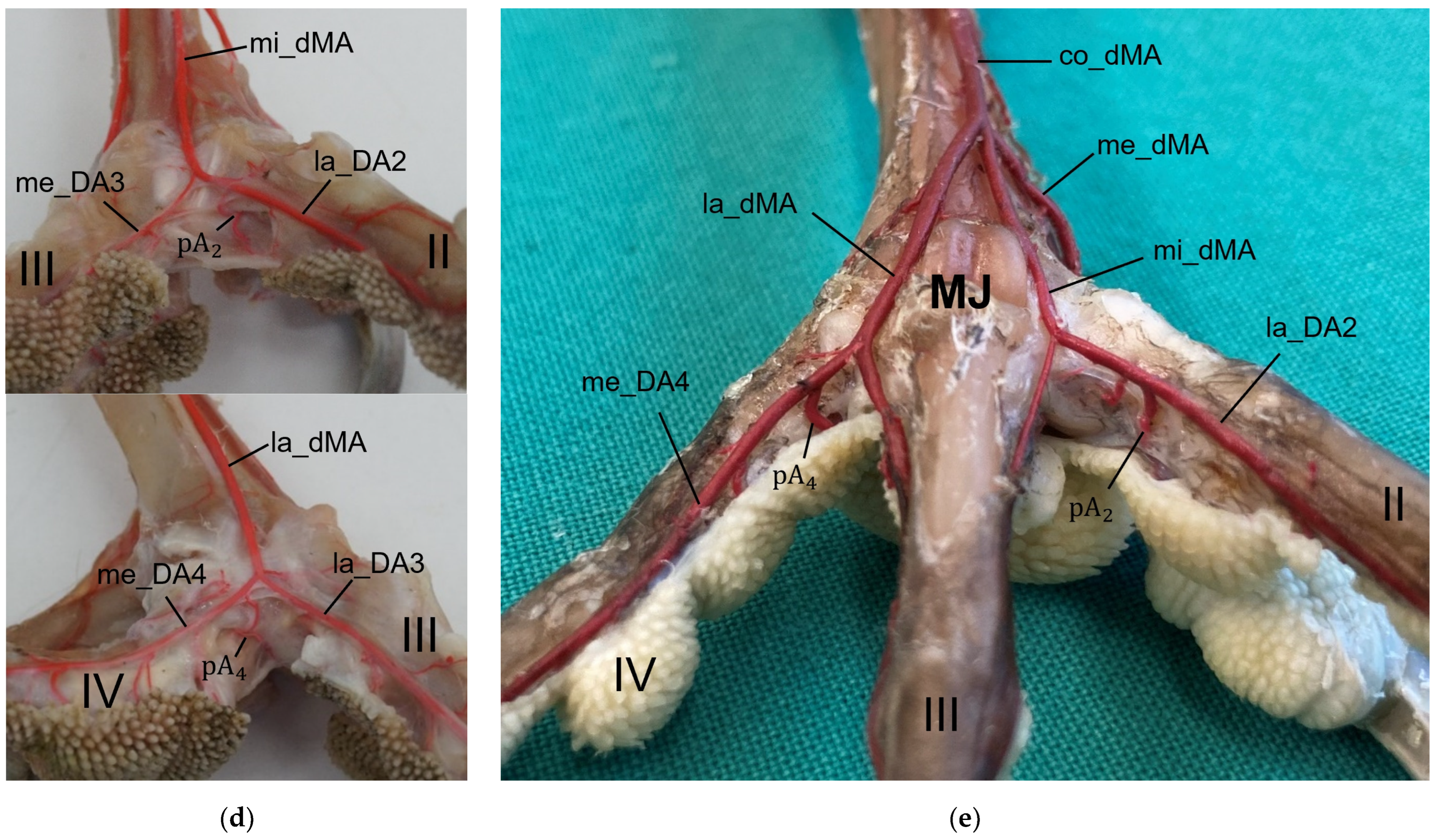 Vetsci 12 00498 g015b