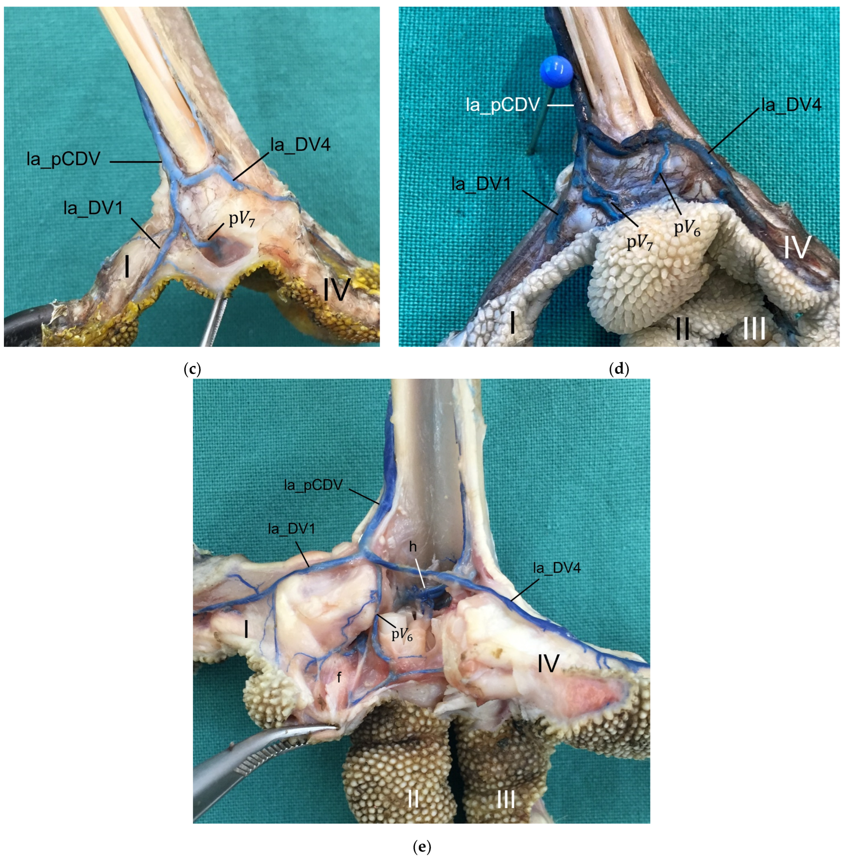 Vetsci 12 00498 g016b