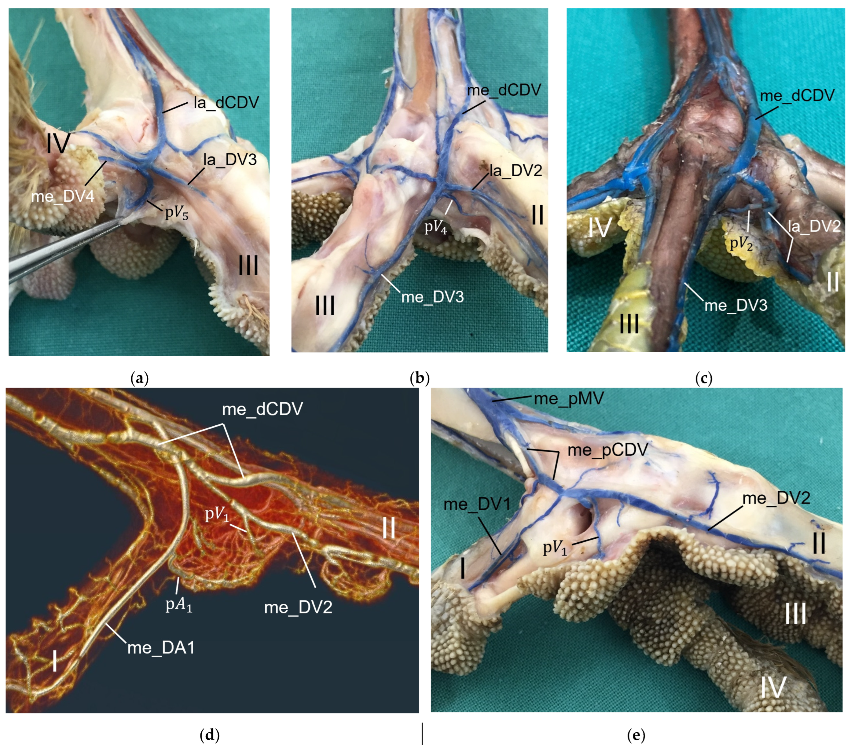 Vetsci 12 00498 g017