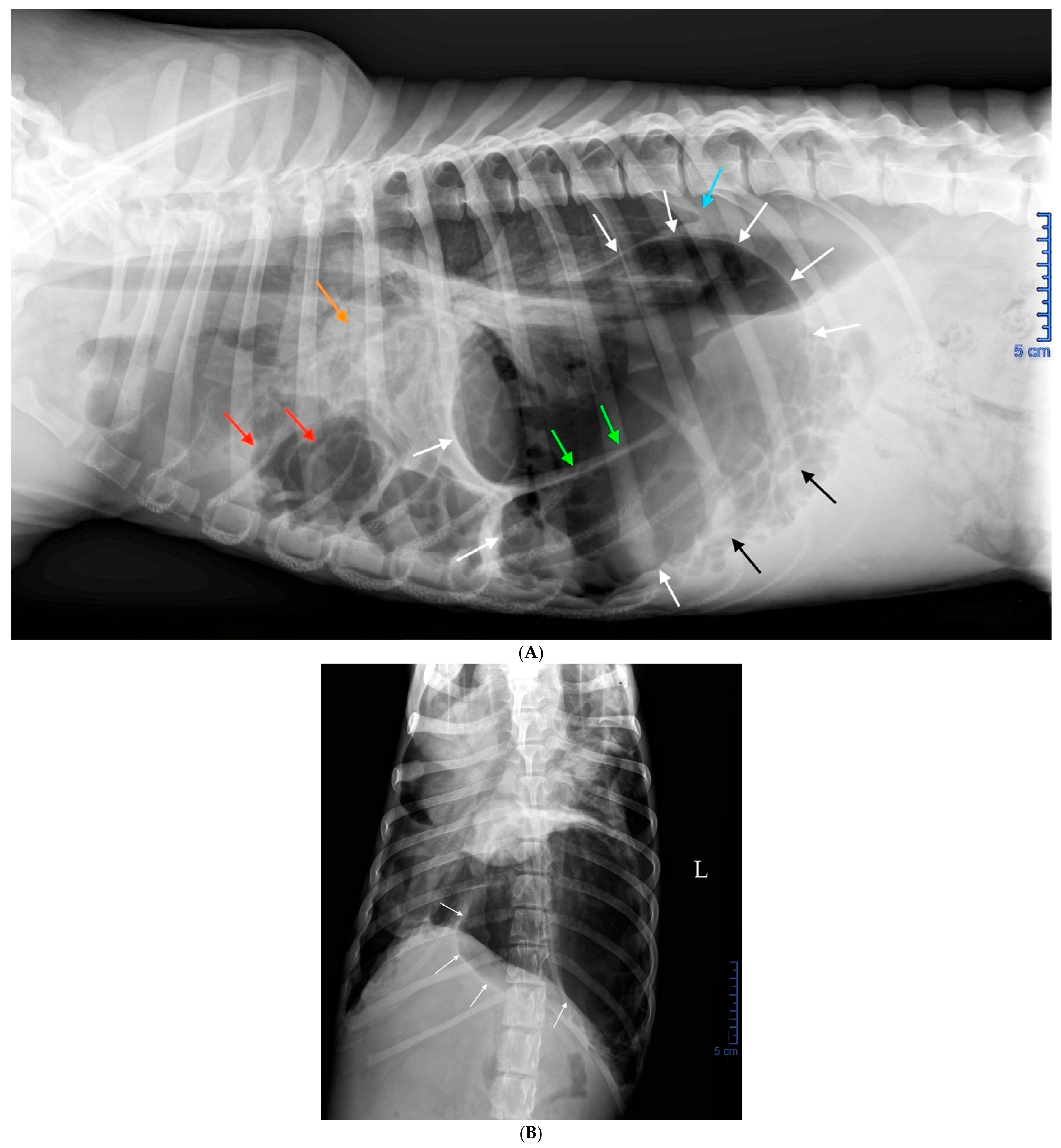 Vetsci 12 00501 g001 Vetsci 12 00501 g001