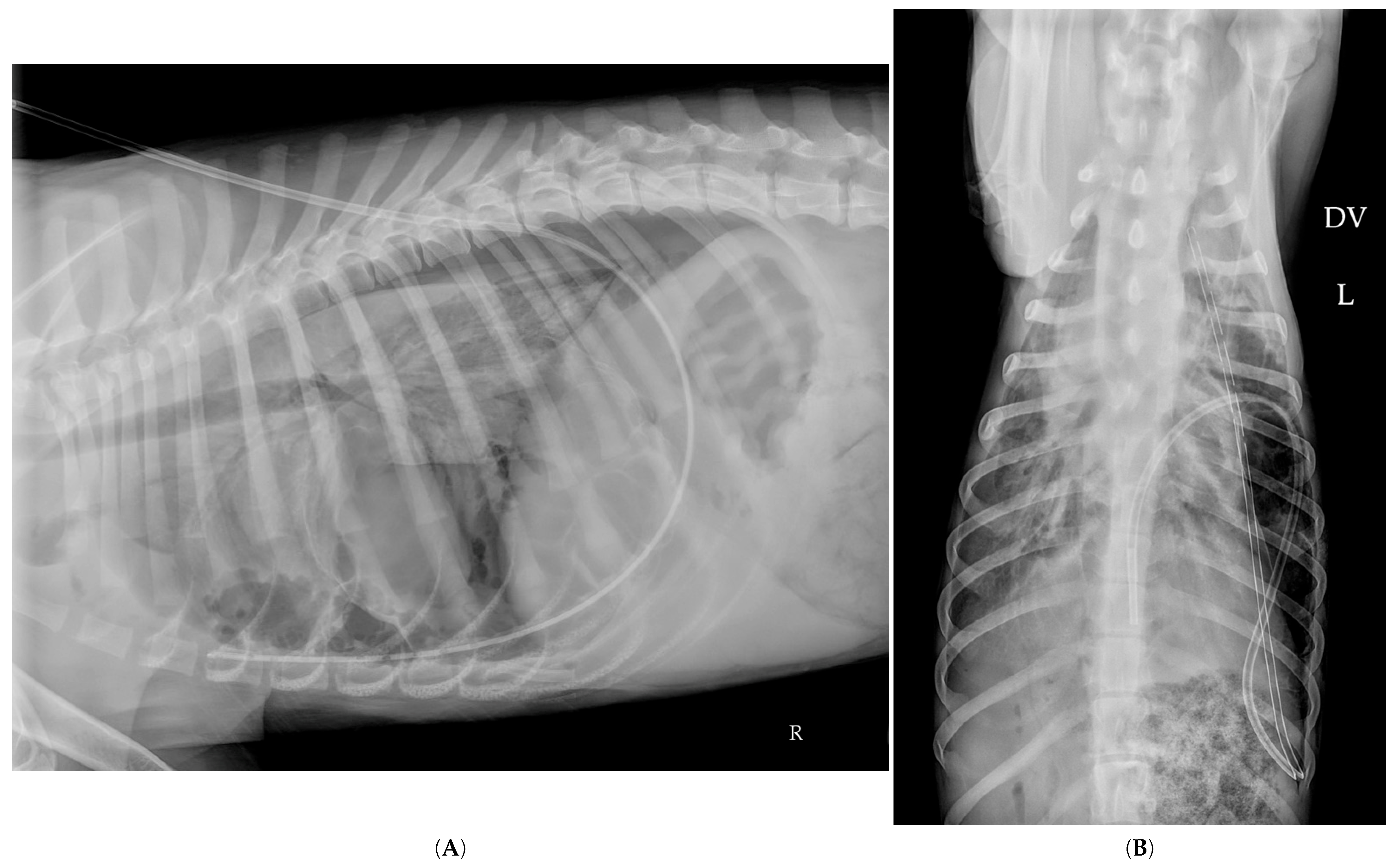 Vetsci 12 00501 g003 Vetsci 12 00501 g003