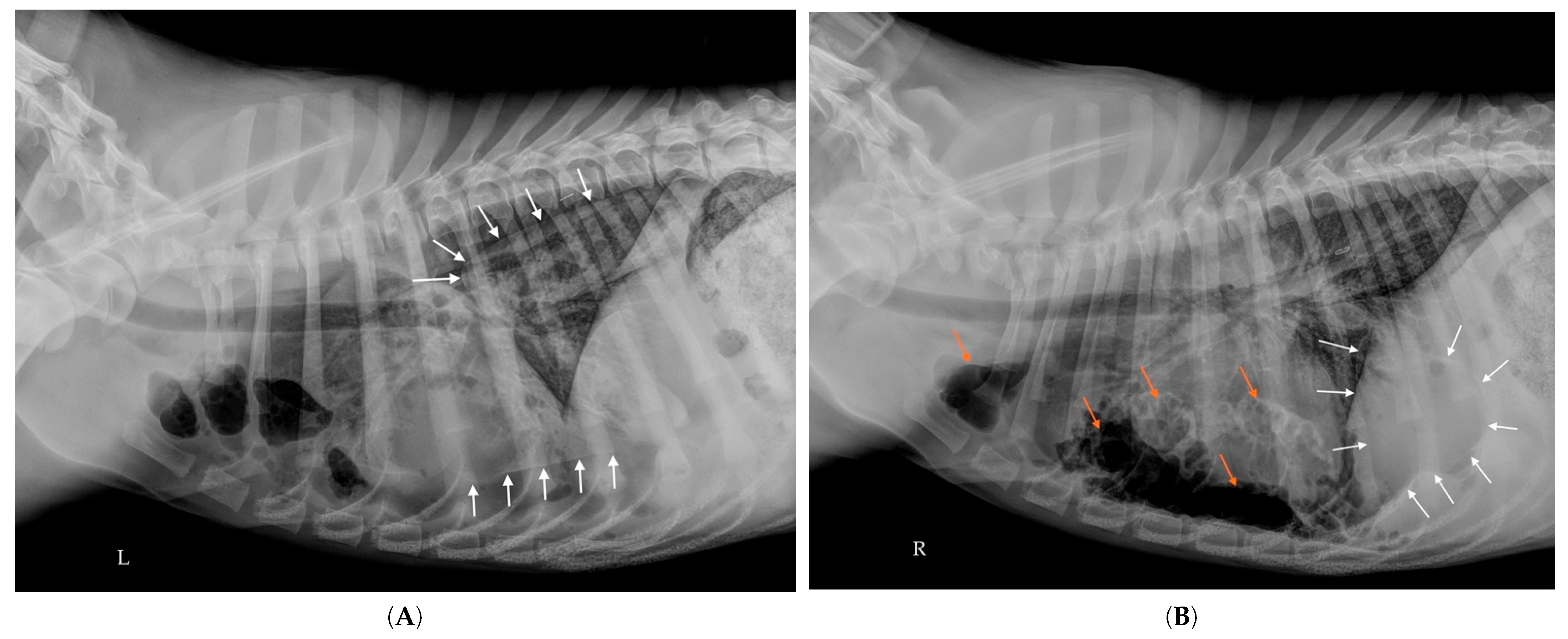 Vetsci 12 00501 g004 Vetsci 12 00501 g004