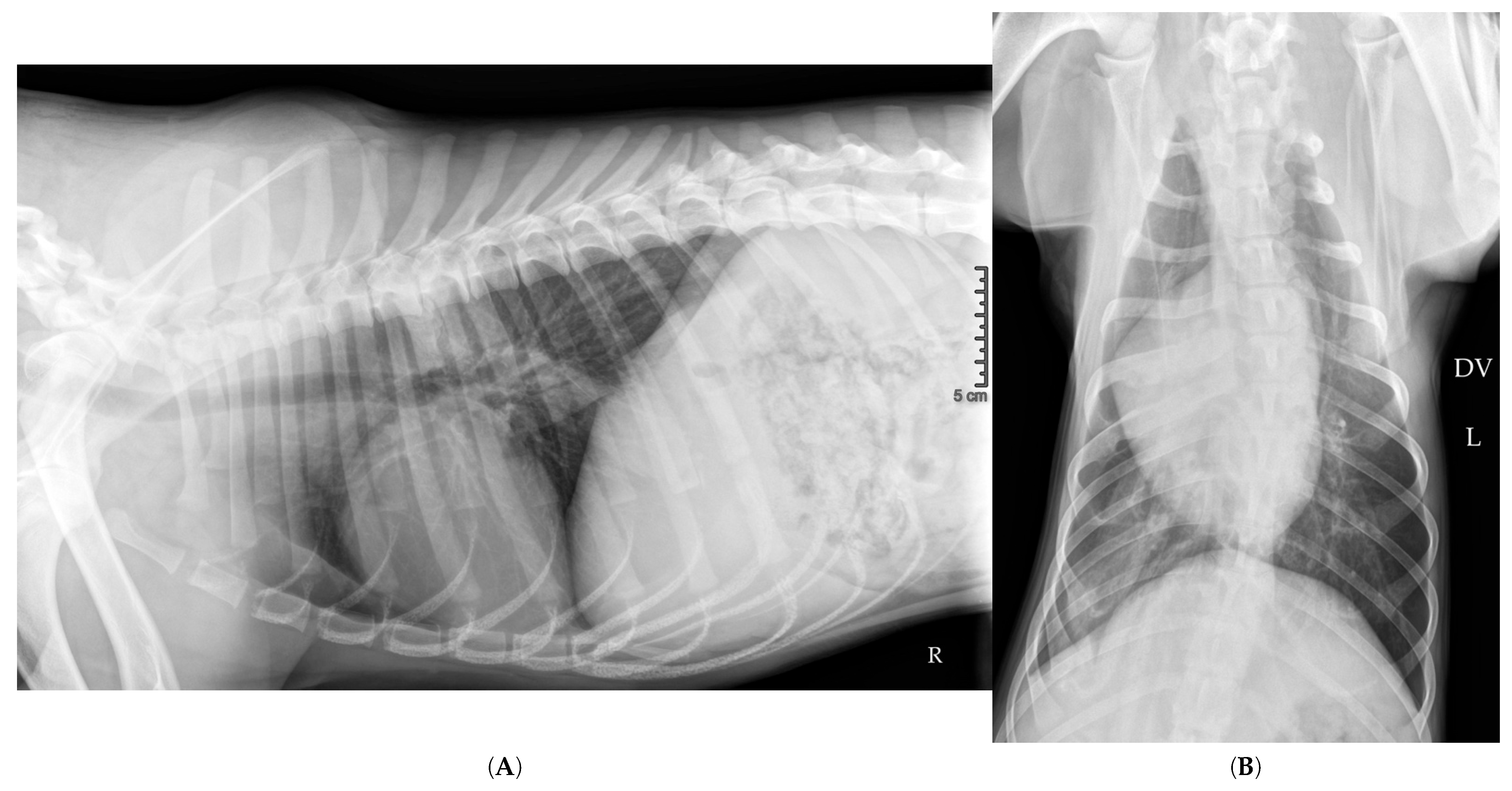 Vetsci 12 00501 g006 Vetsci 12 00501 g006