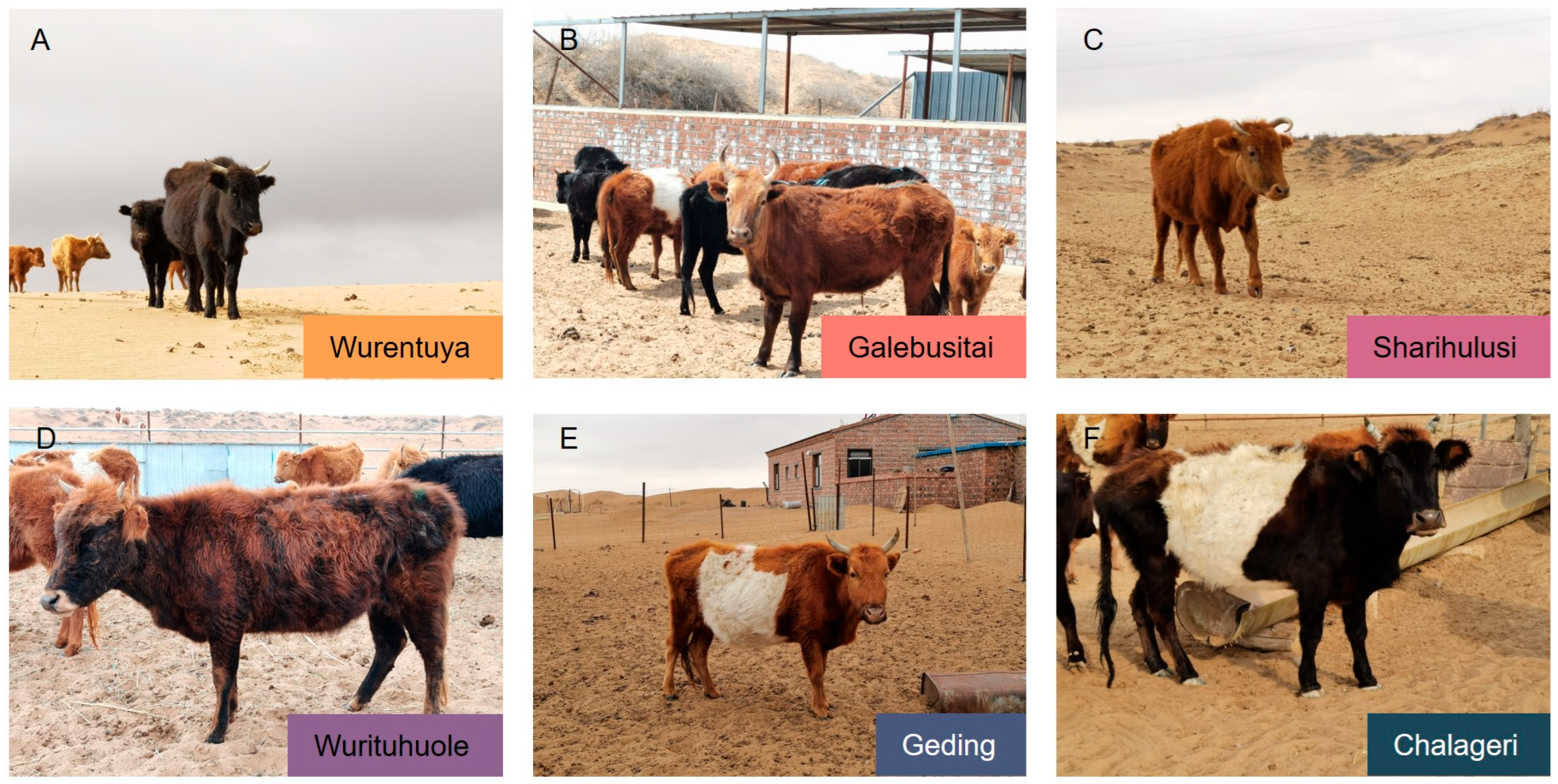 Vetsci 12 00506 g002