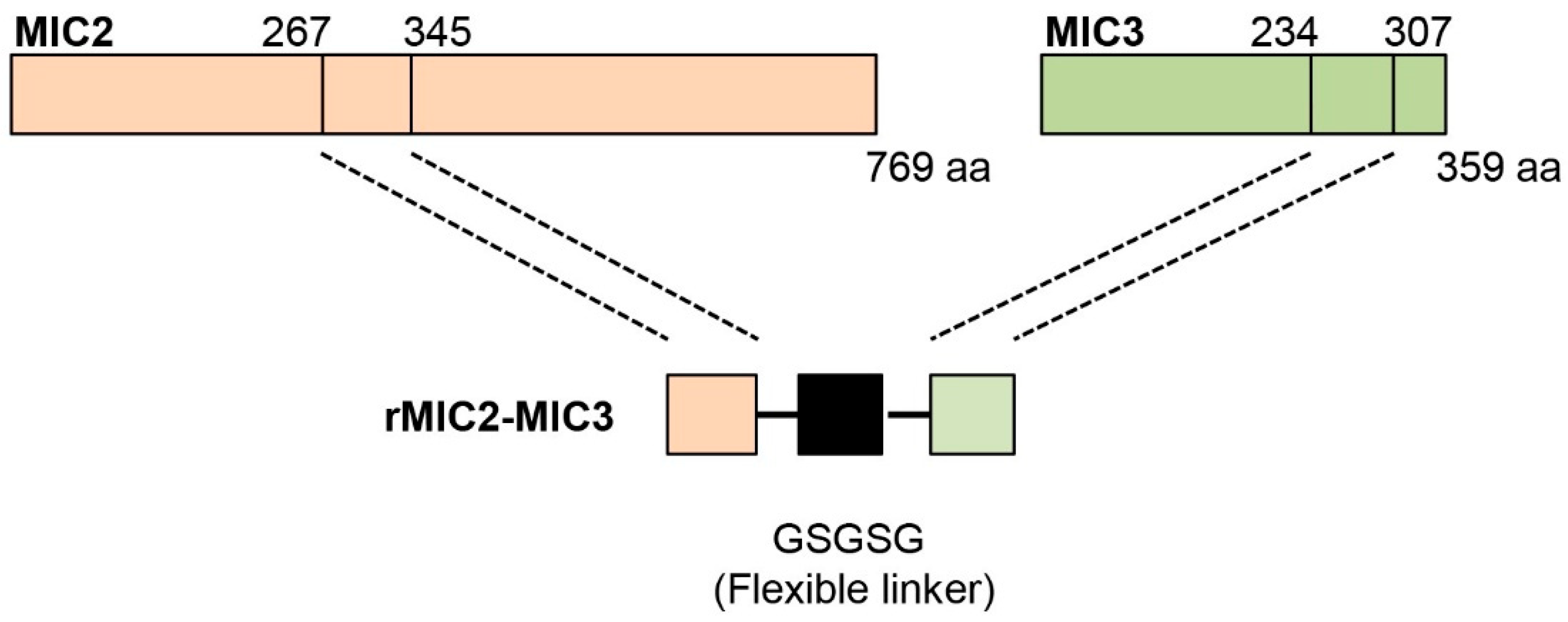 Vetsci 12 00509 g002 Vetsci 12 00509 g002