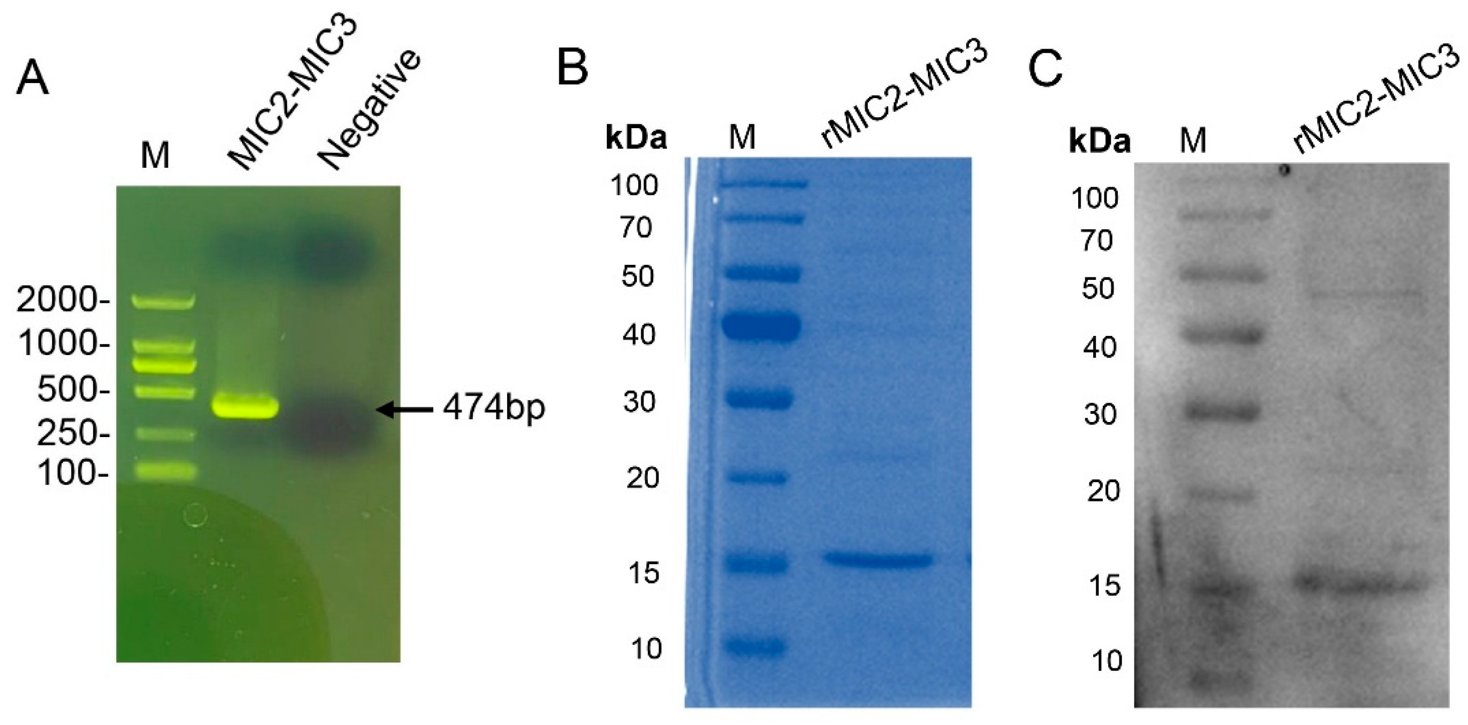 Vetsci 12 00509 g003 Vetsci 12 00509 g003