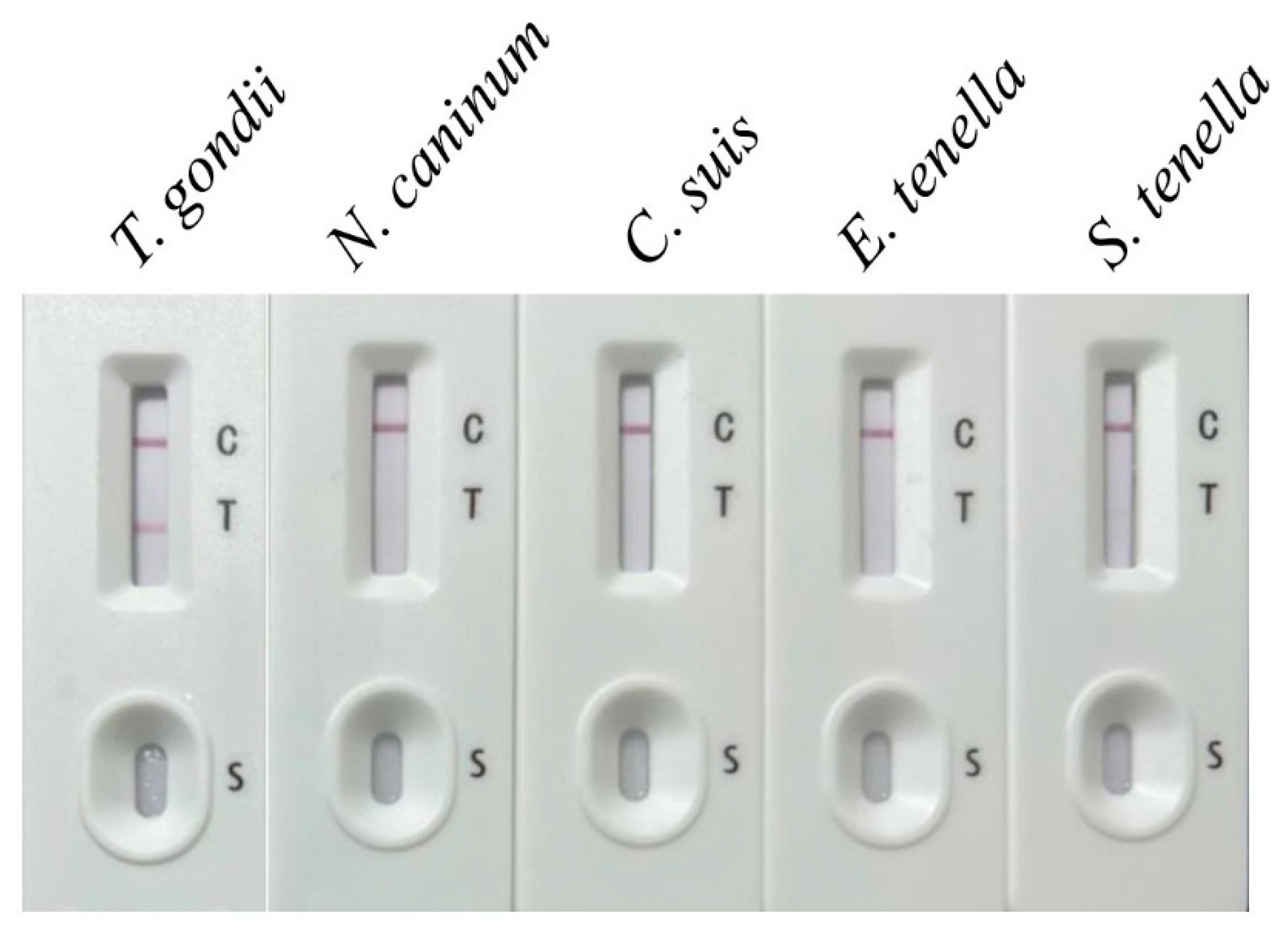 Vetsci 12 00509 g005 Vetsci 12 00509 g005