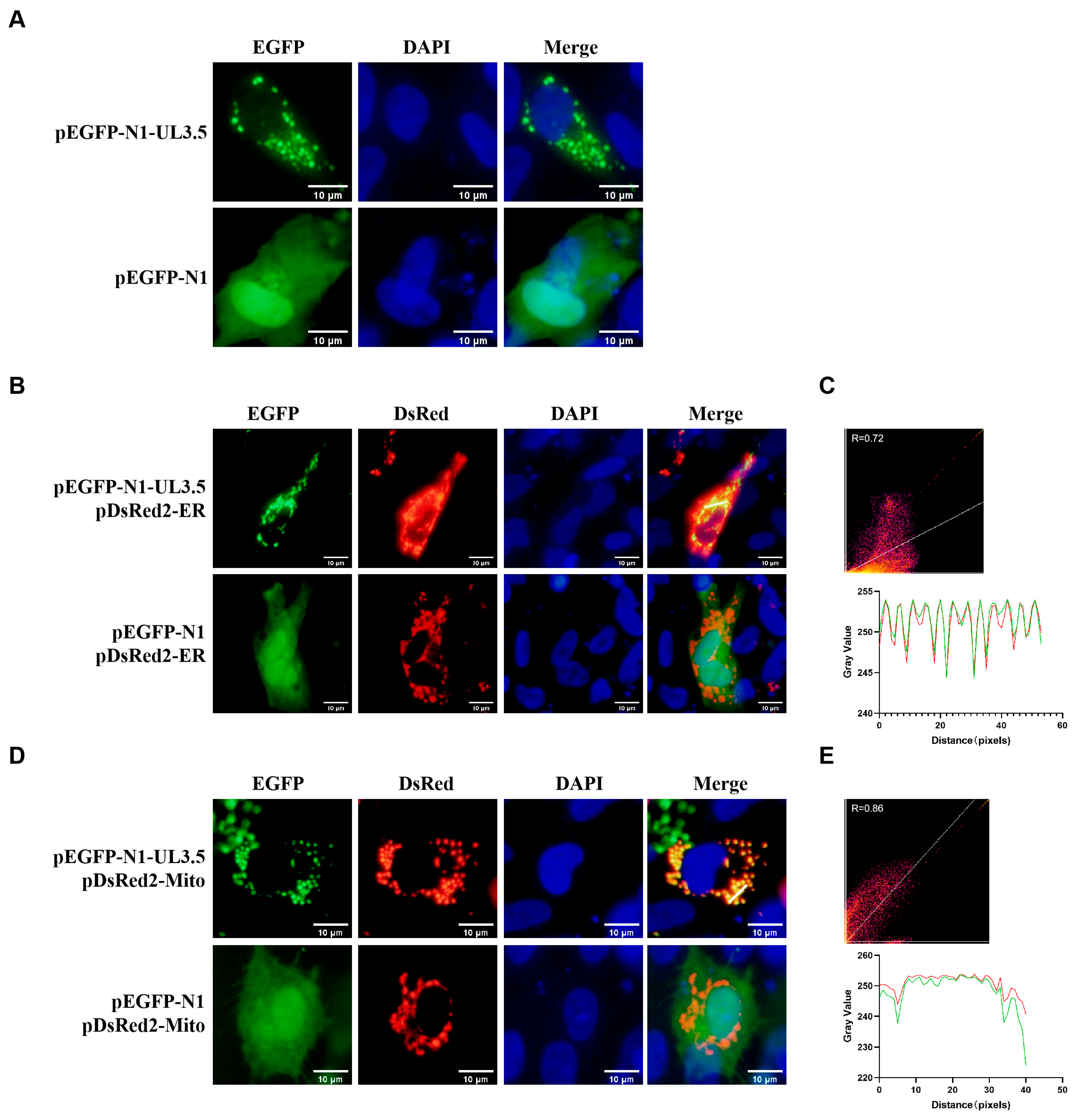 Vetsci 12 00510 g001