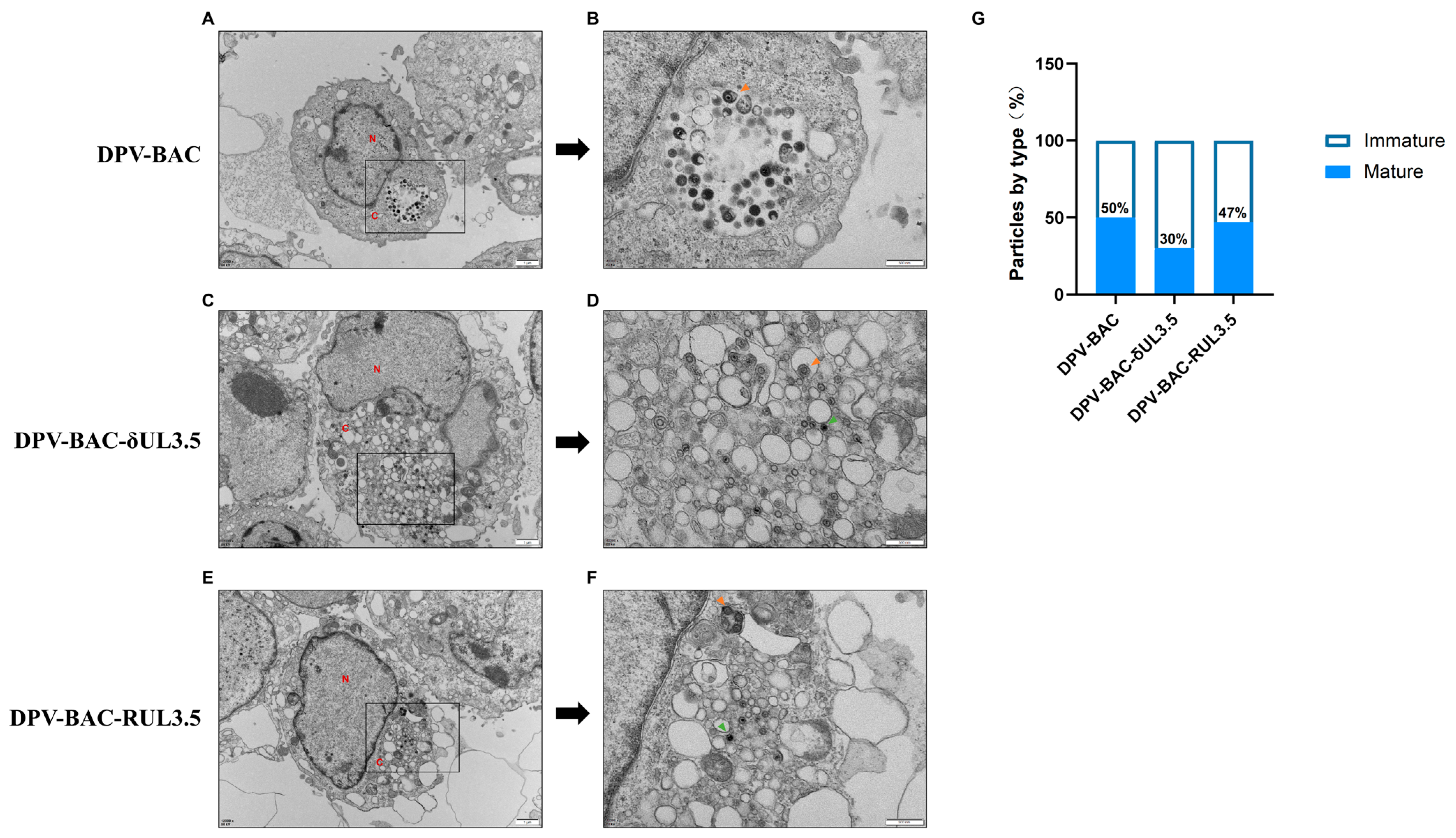 Vetsci 12 00510 g007