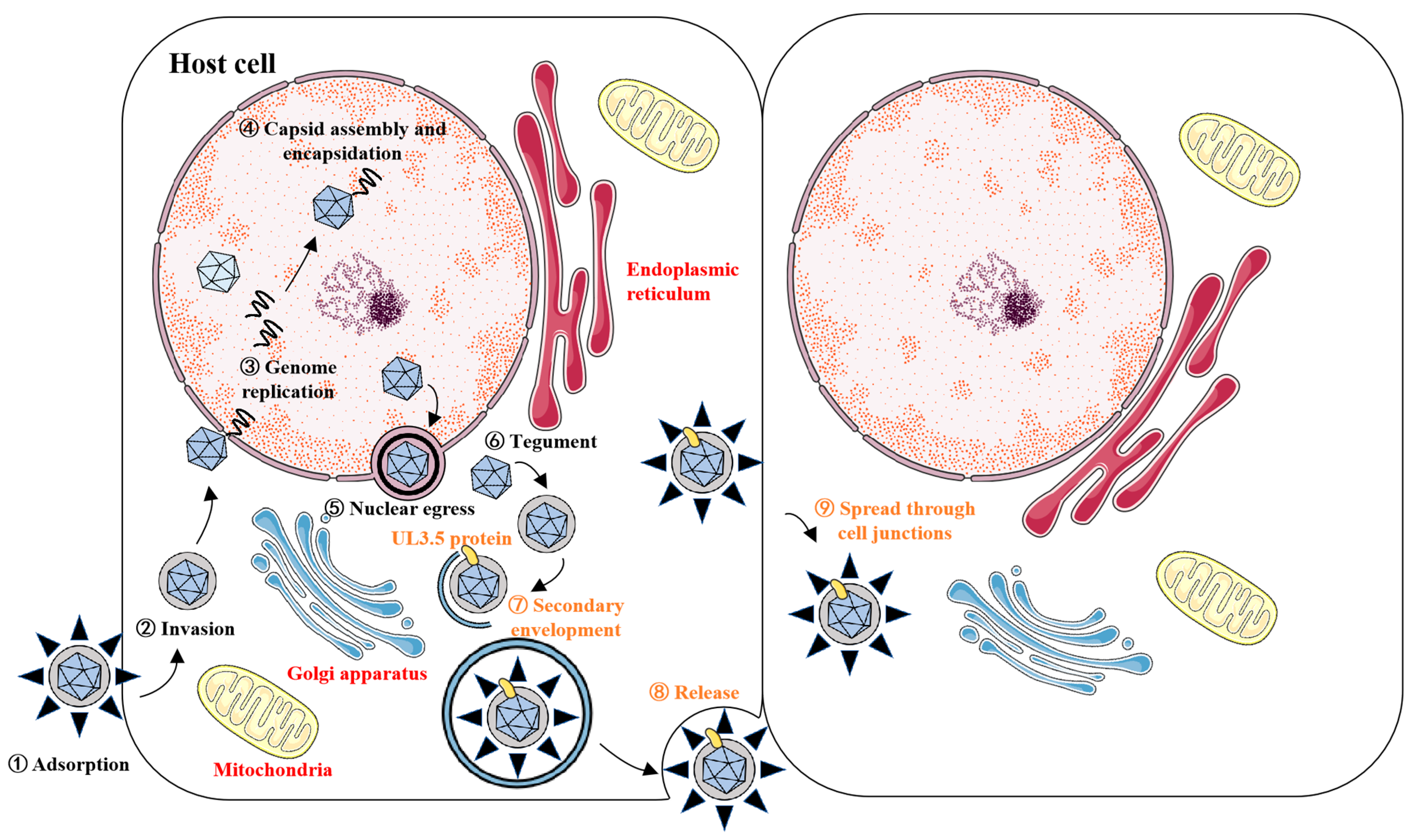 Vetsci 12 00510 g009
