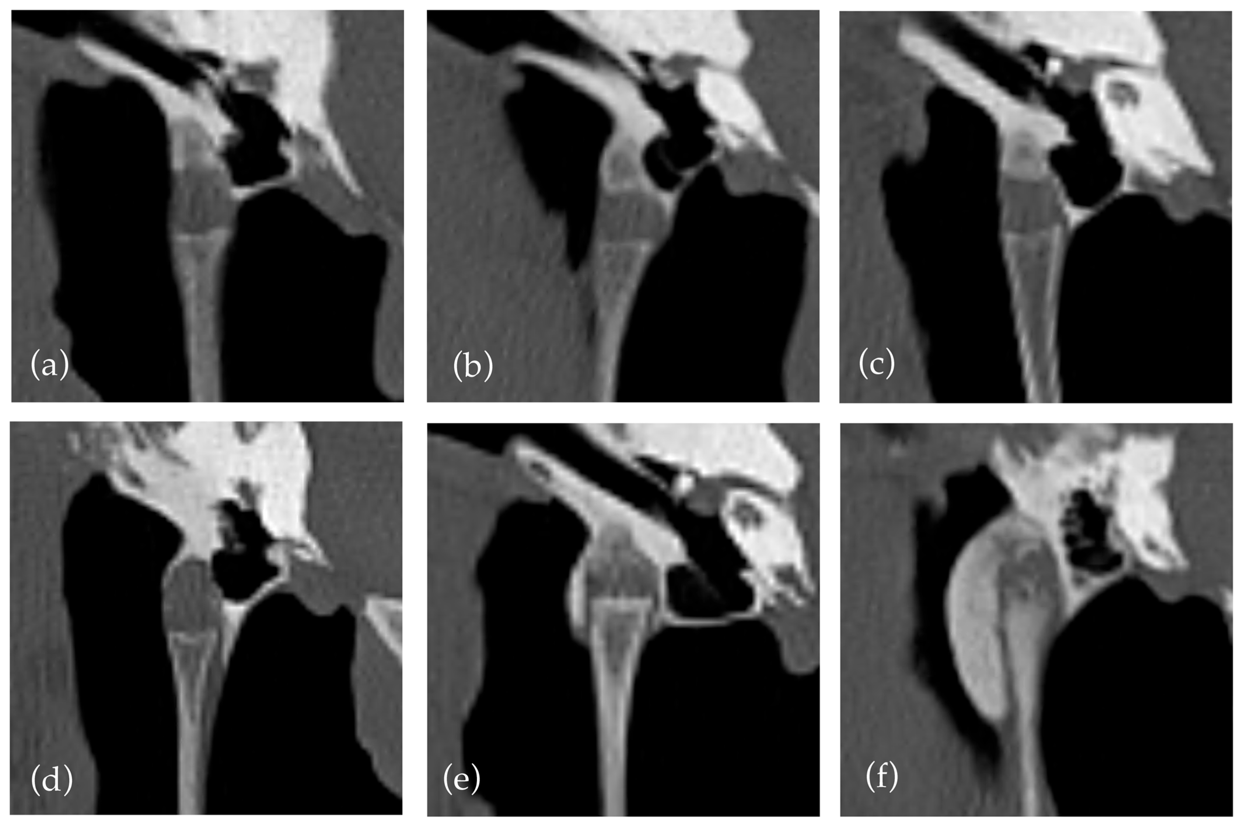 Vetsci 12 00511 g001