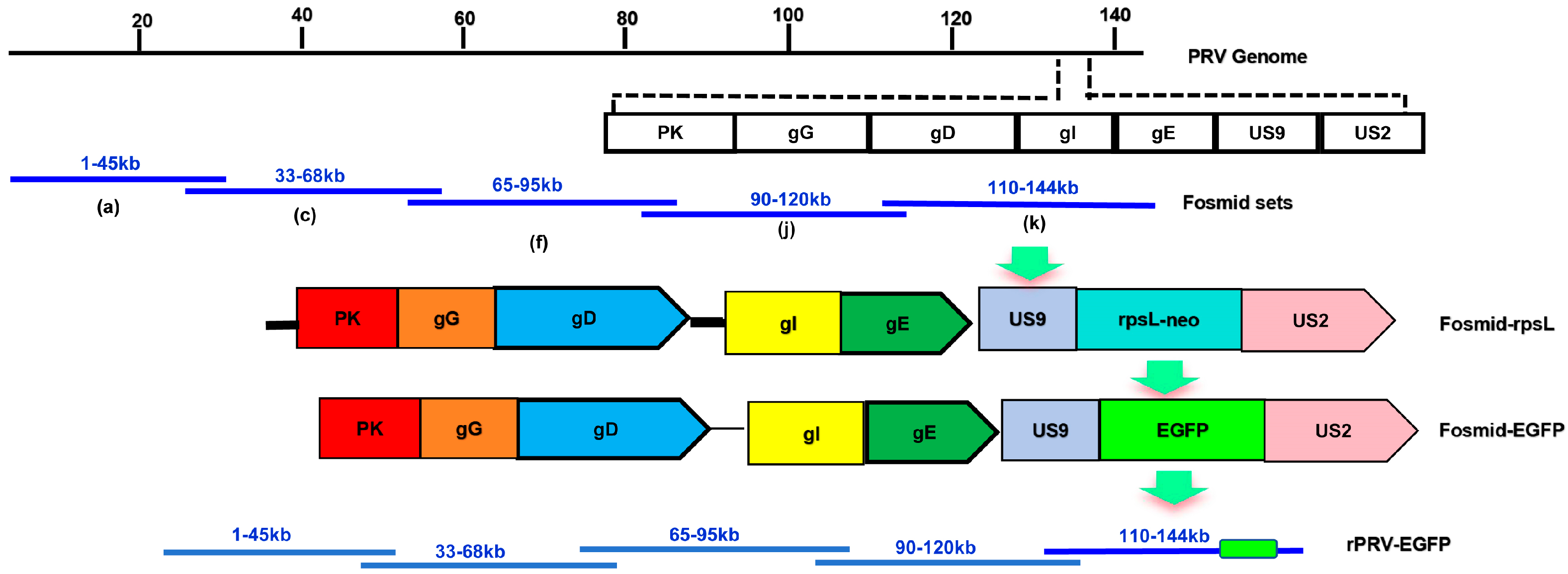 Vetsci 12 00519 g001