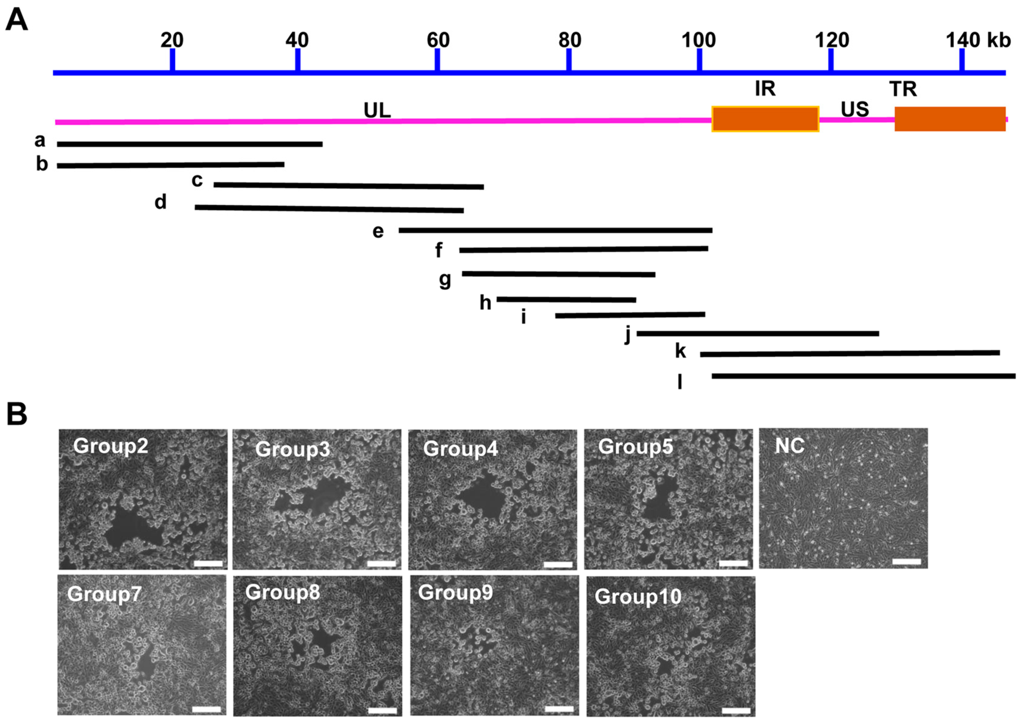 Vetsci 12 00519 g004