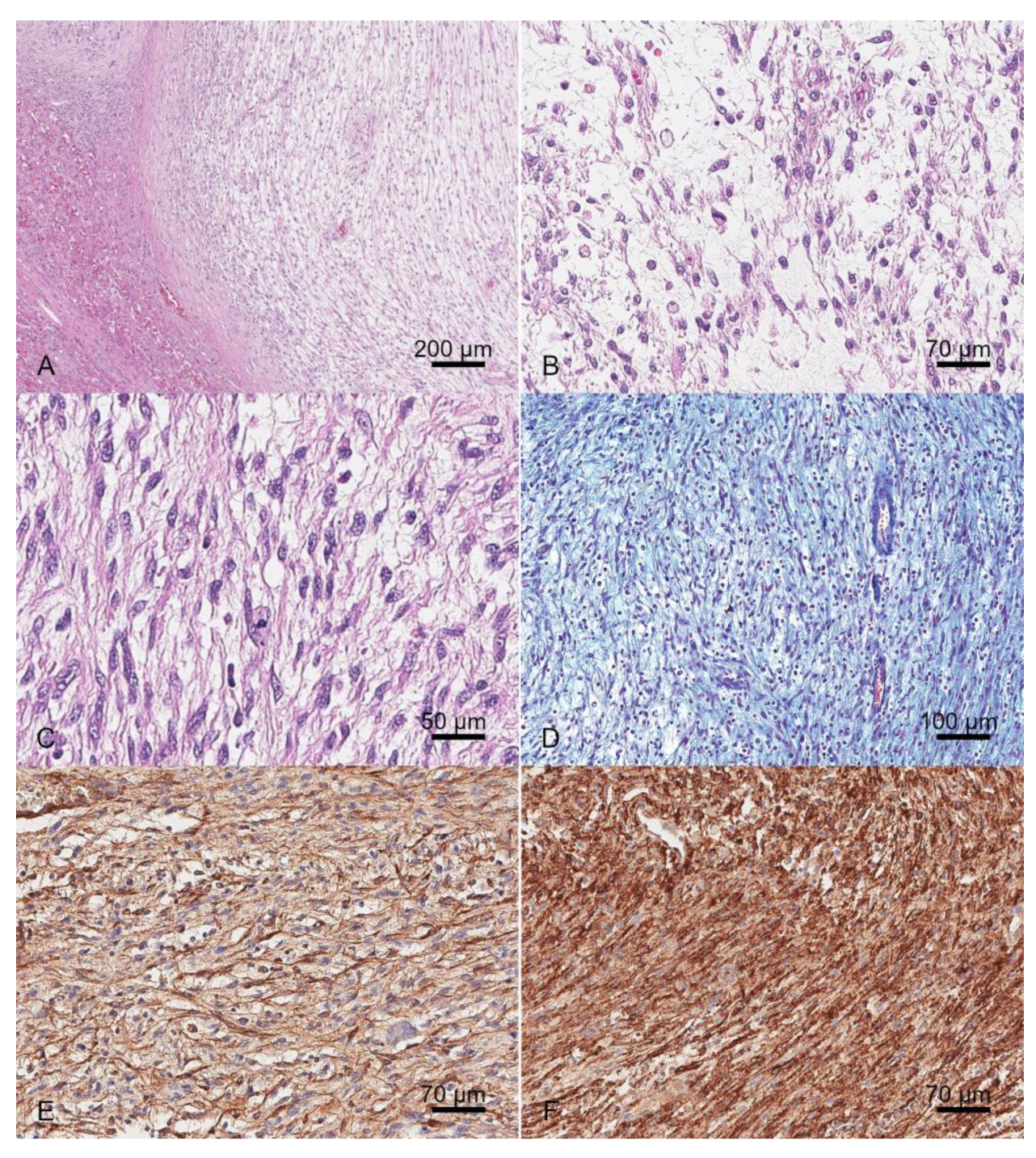 Vetsci 12 00521 g002