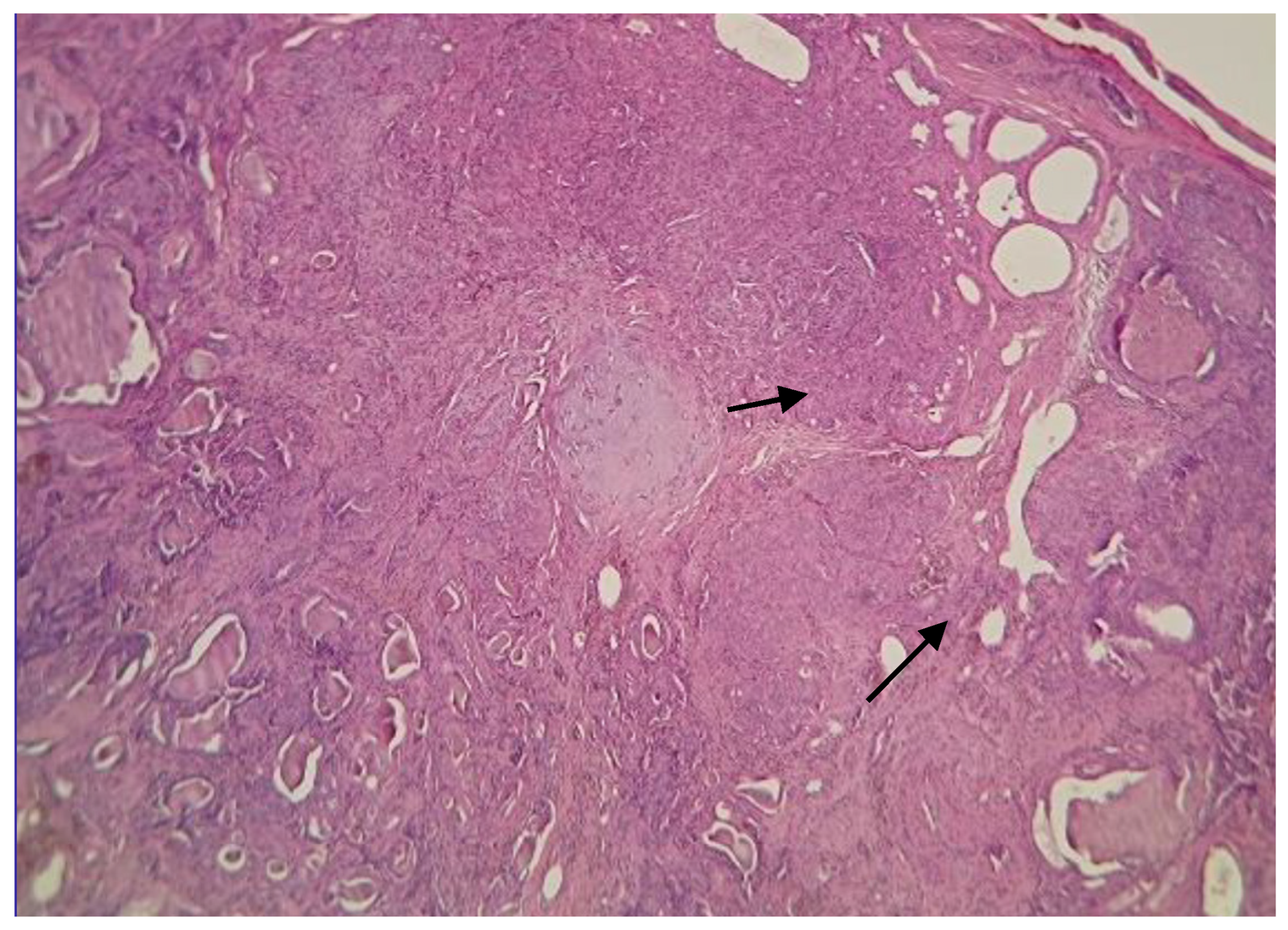 Vetsci 12 00522 g001